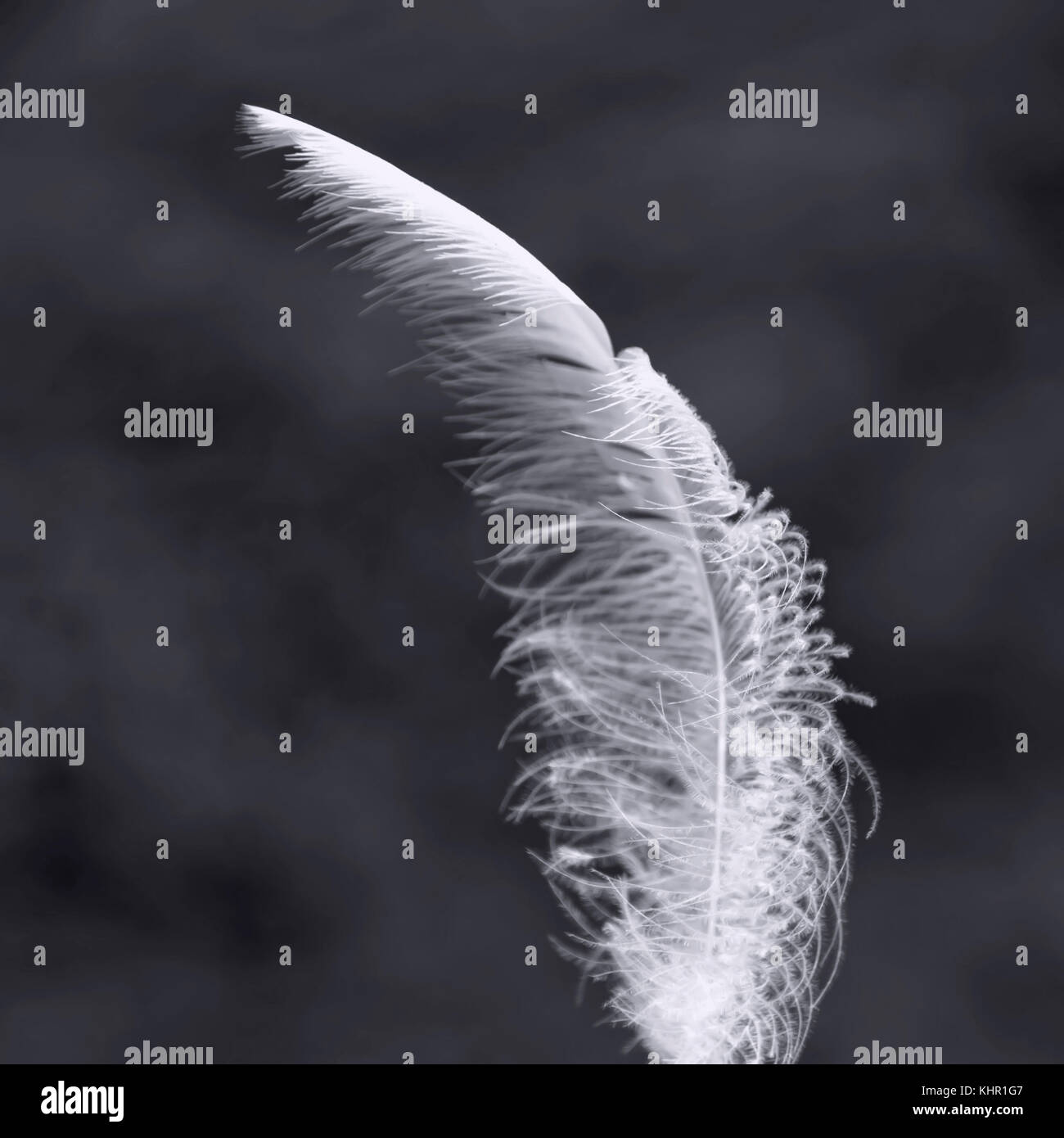 Schwarz-weiß-Bild der weißen Vogel Feder Stockfoto
