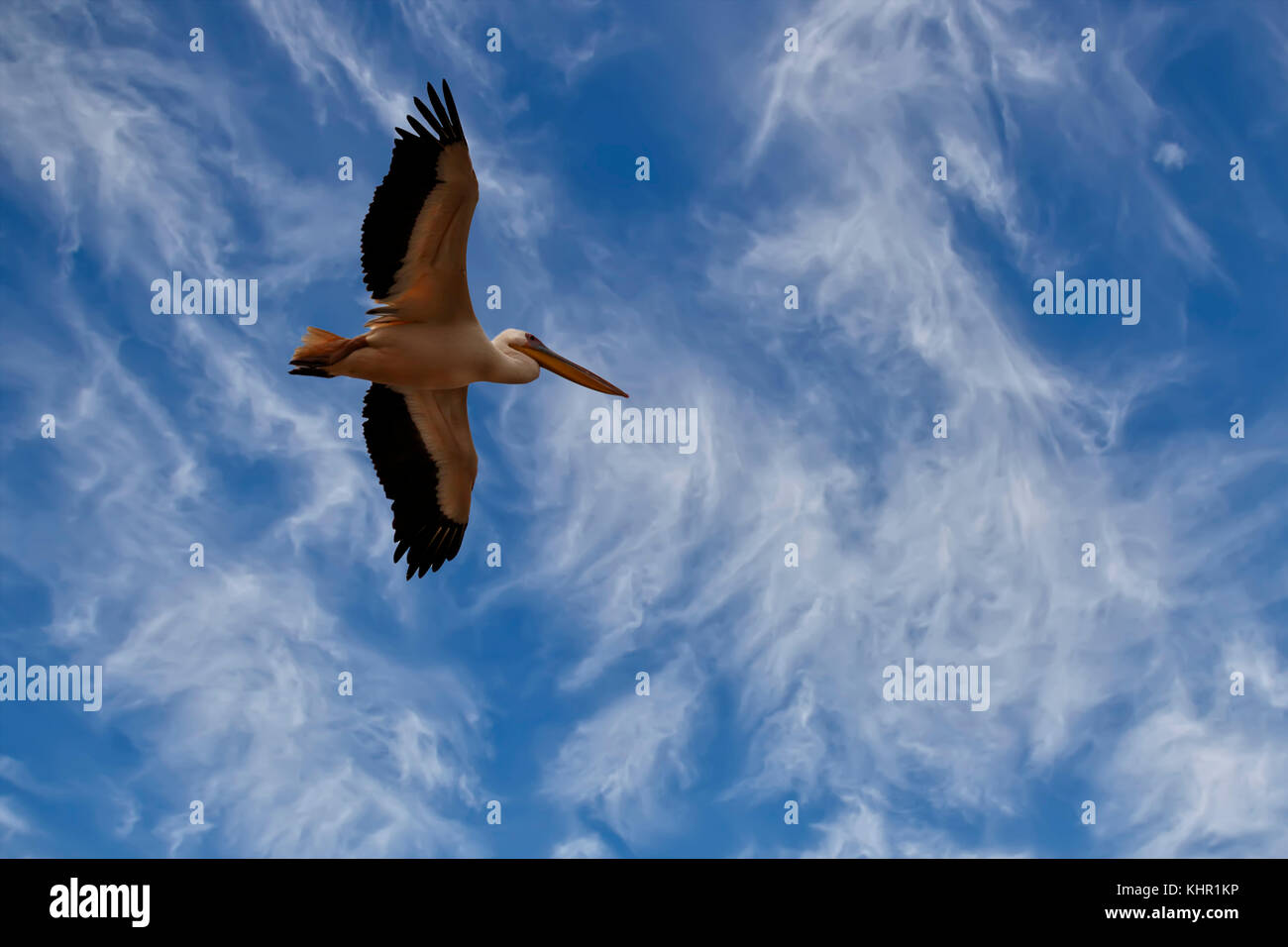 Pelikan schwebt in einem blauen Himmel mit Wolken mit offenen Flügeln Stockfoto