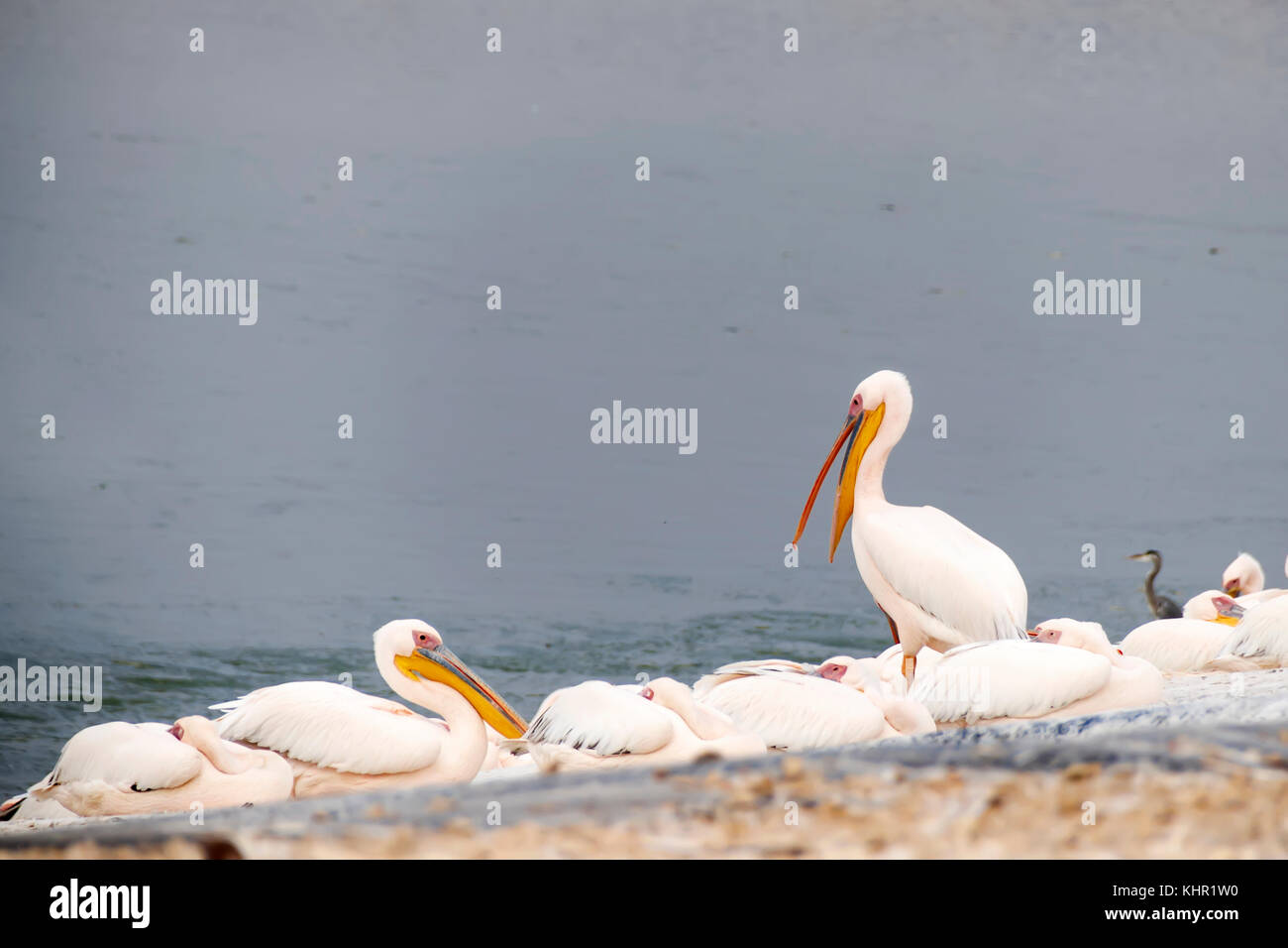 Pelikan mit offenem Schnabel steht unter ruhenden Pelikane Stockfoto