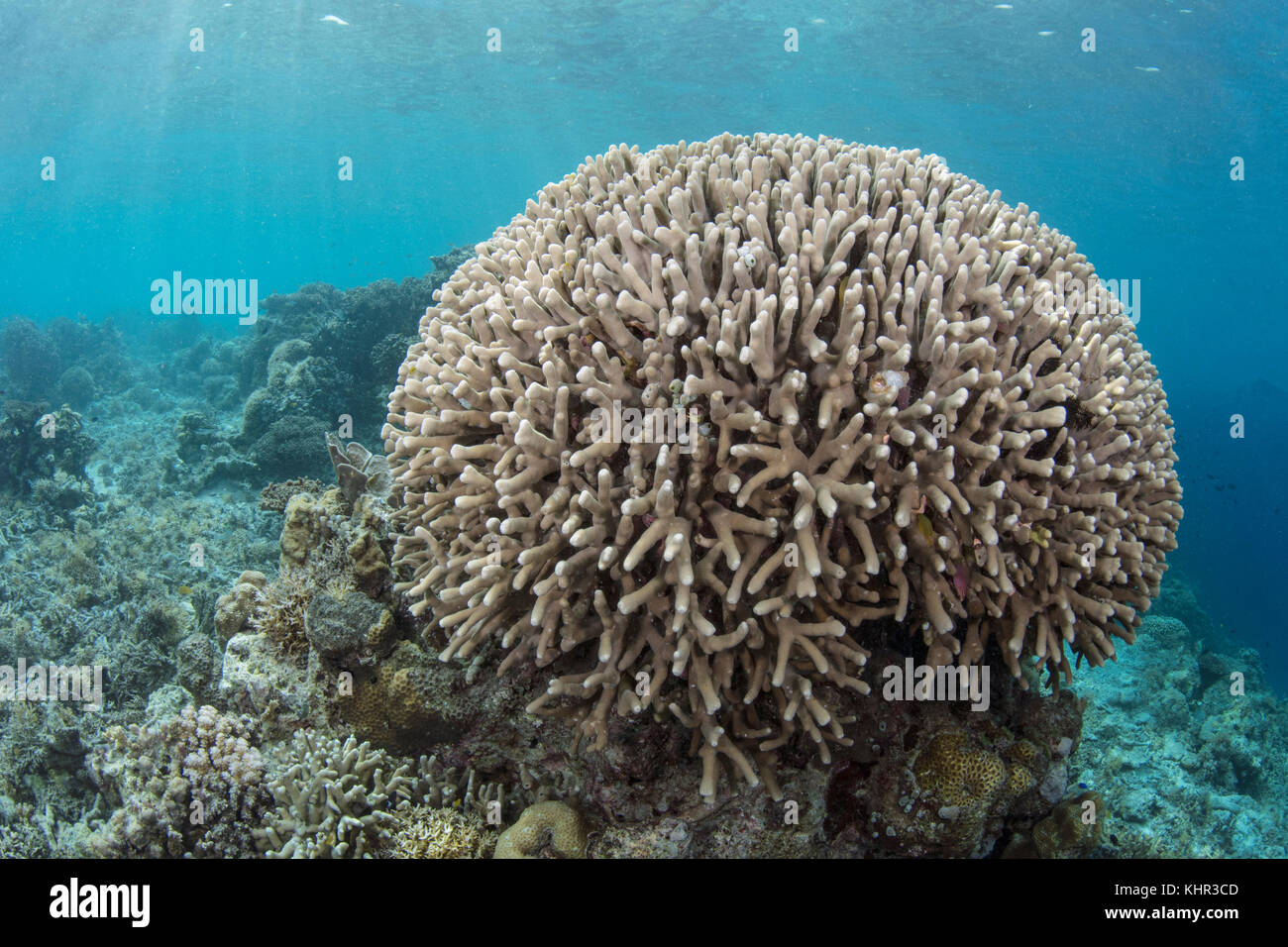 Harte Korallen, kleine Sunda-Inseln, Indonesien Stockfoto