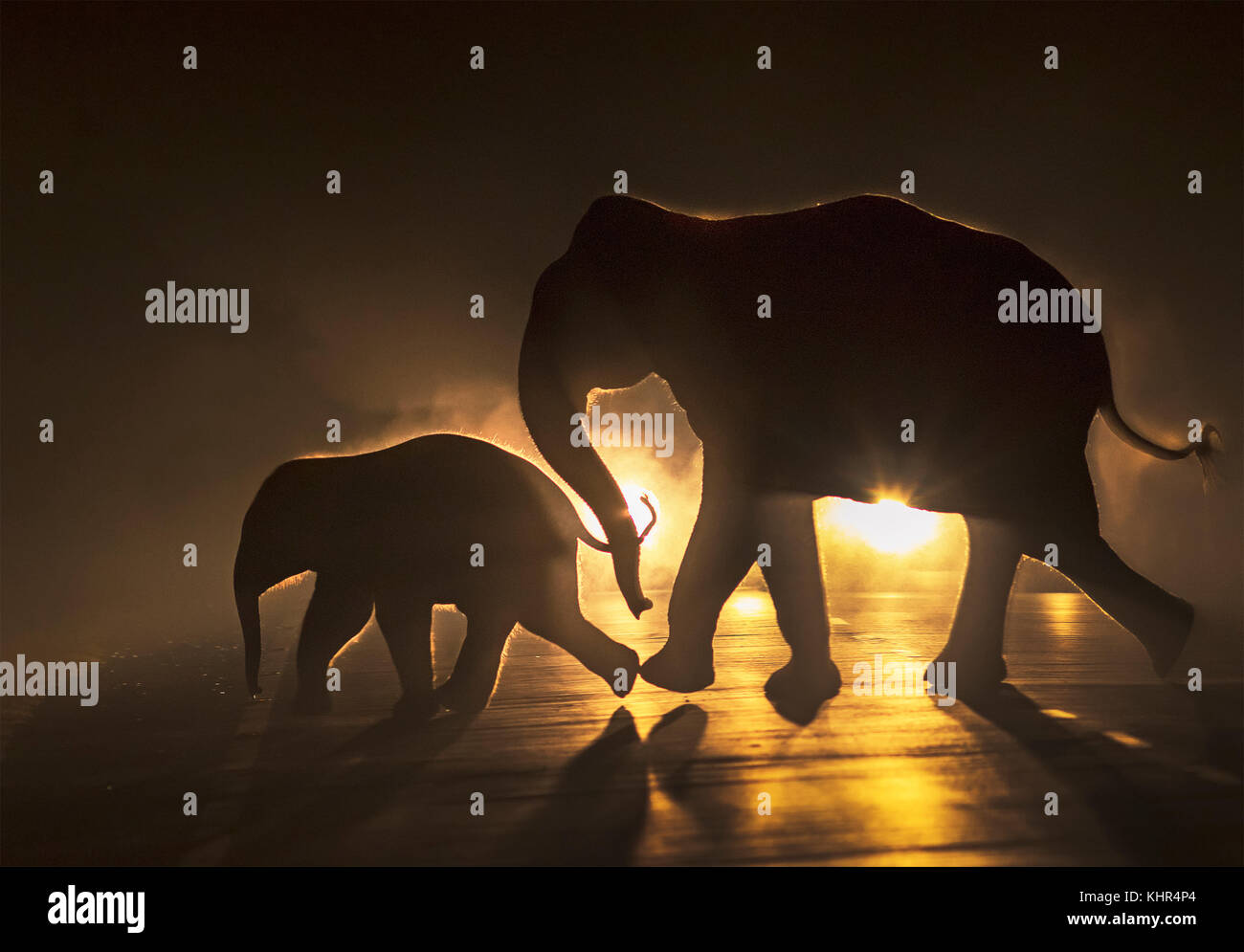 'Asiatische Elefant (Elephas maximus) Mutter und Kalb Kreuzung Straße in der Nacht, West Bengalen, Indien' Stockfoto