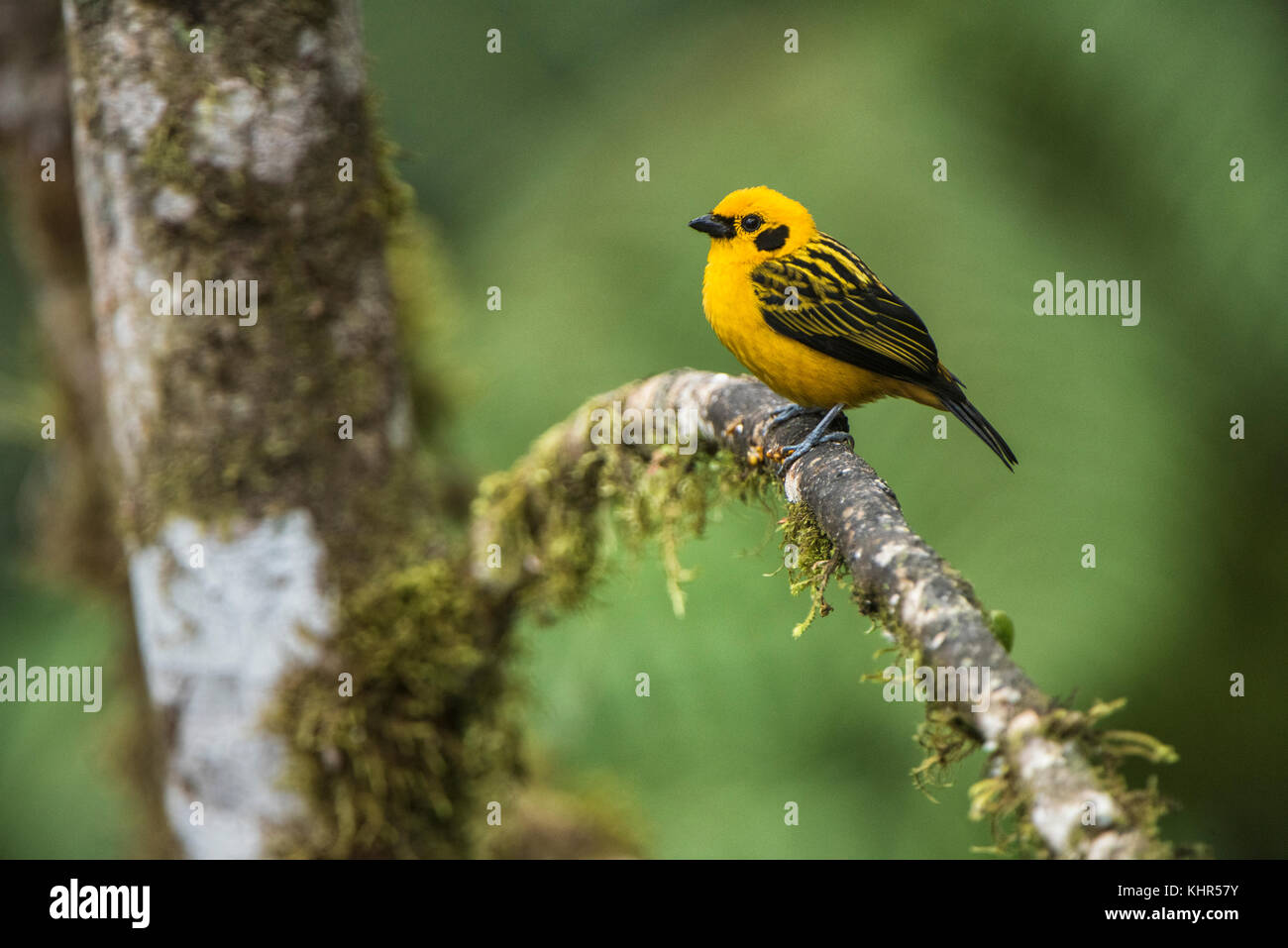 Golden-naped ruficervix Tanager (Tangara), westlichen Abhang der Anden ...