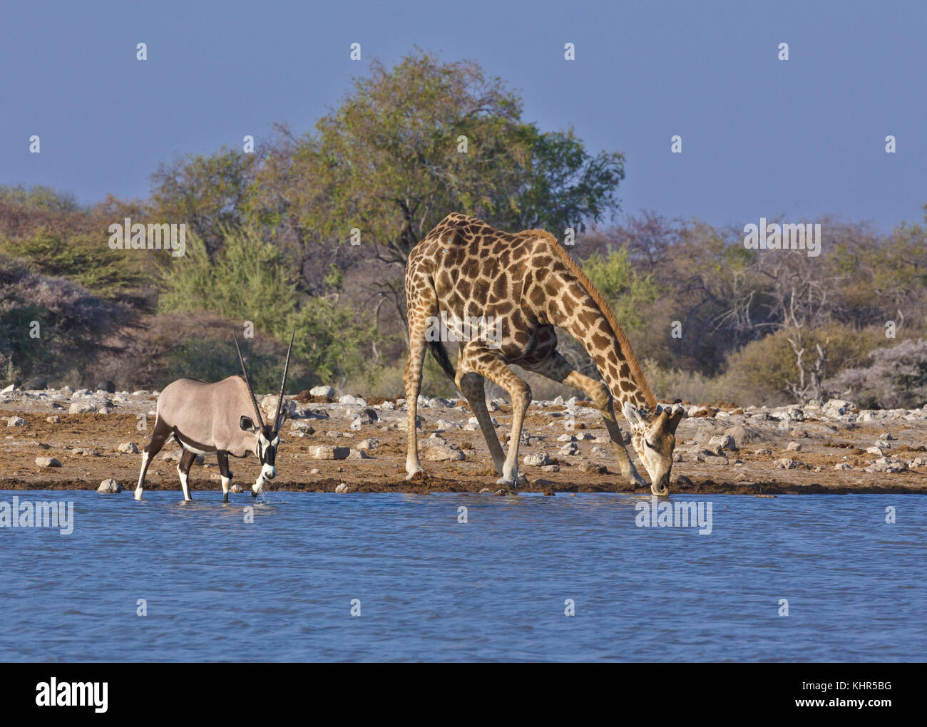 Angolanische Giraffe (Giraffa giraffa angolensis) Männchen und Oryx