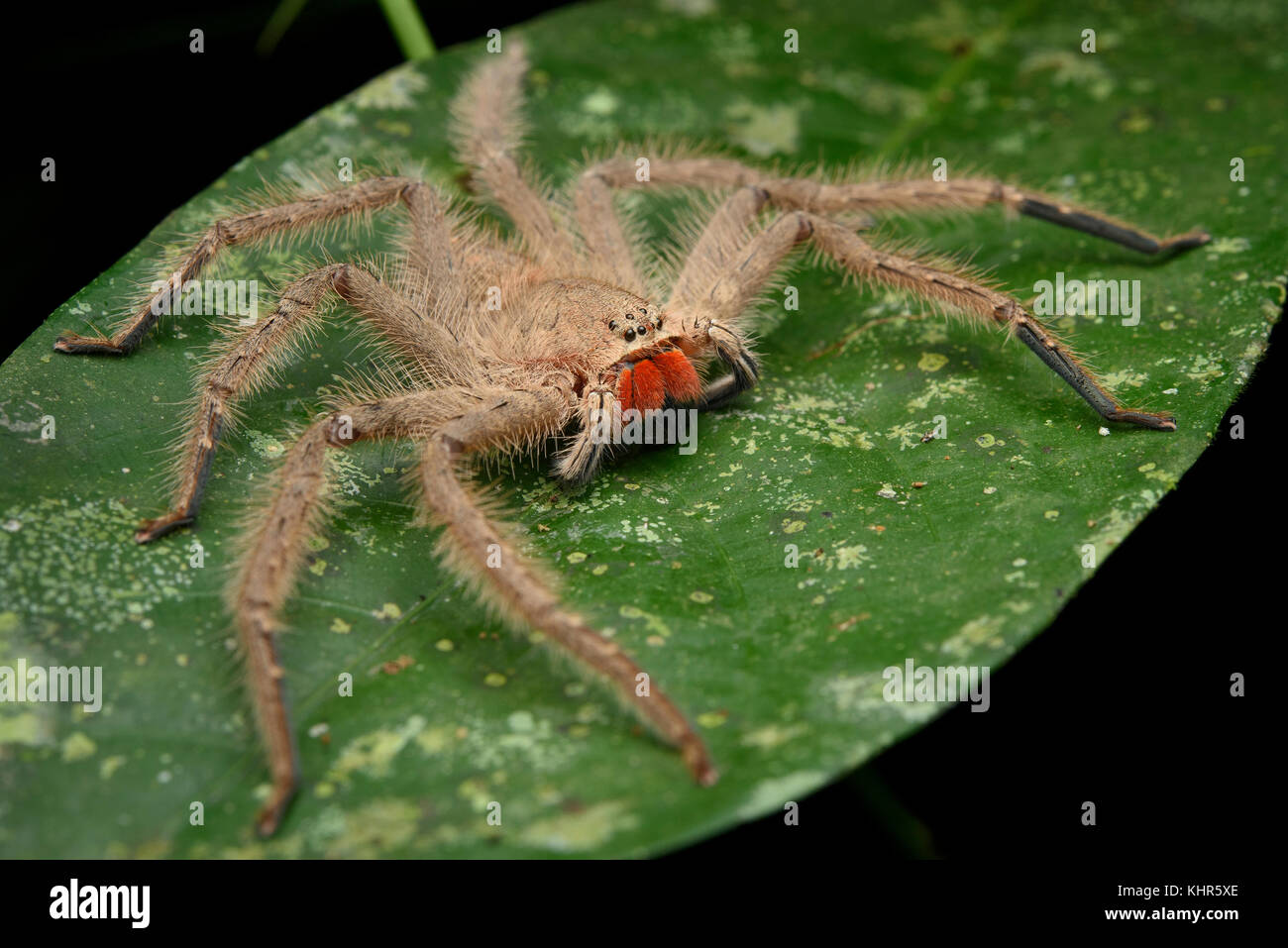 David Bowie Huntsman Spider (Heteropoda davidbowie) weiblich, Mulu National  Park, Sarawak, Borneo, Malaysia Stockfotografie - Alamy