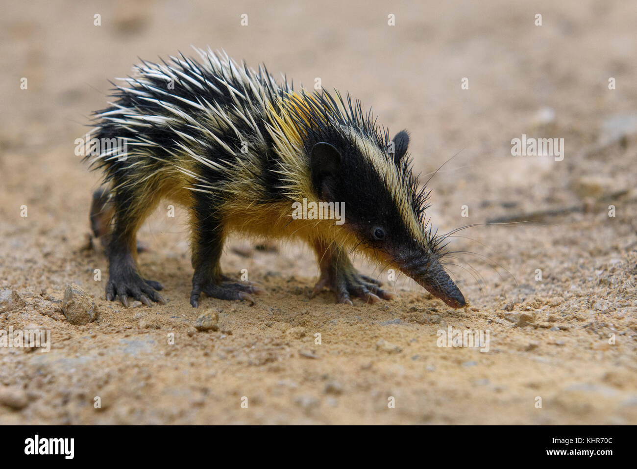 Streifentenrek (Hemicentetes semispinosus), MantadiaNationalpark