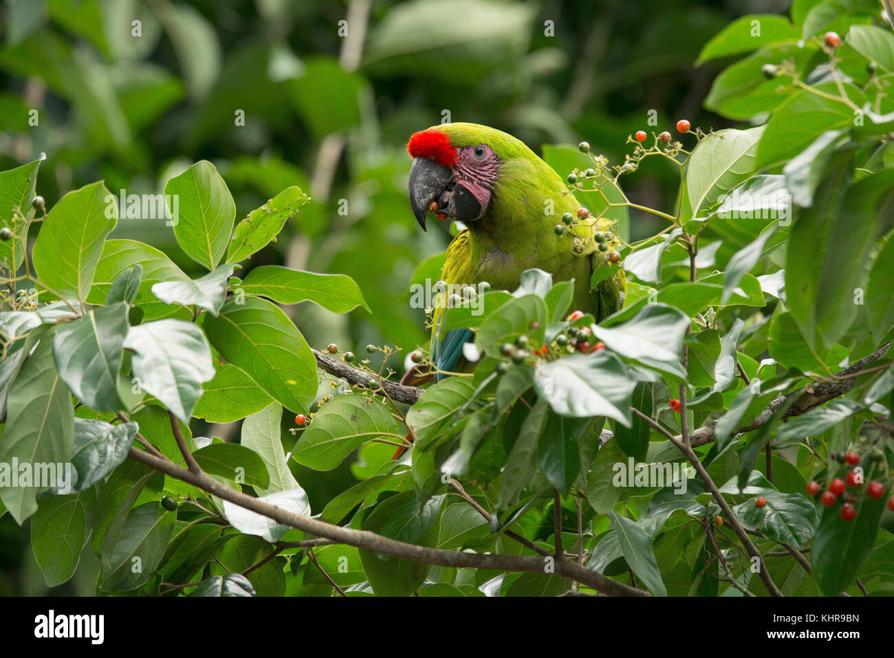 Großer grüner Ara (Ara ambigua), der auf Beeren ernährt, Ecuador  Stockfotografie - Alamy