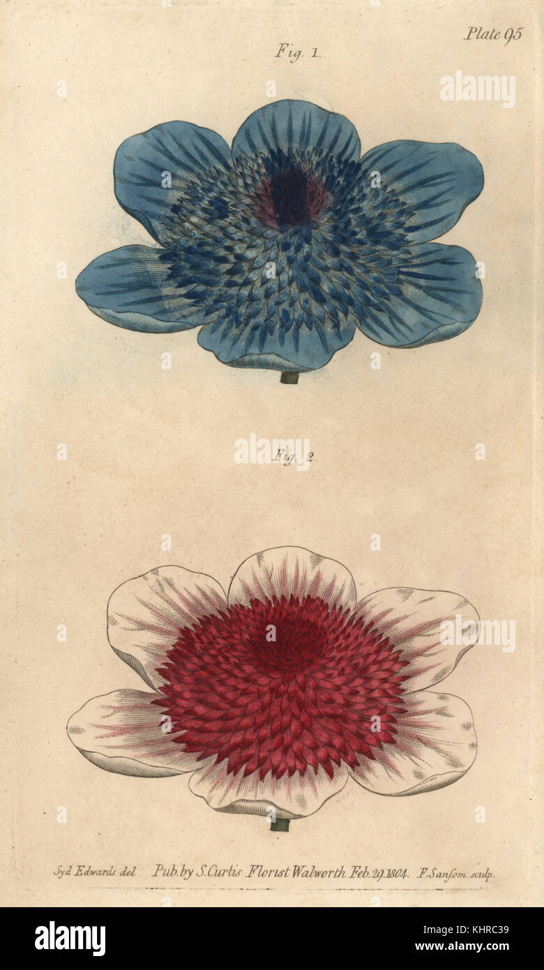 Doppelte blaue Anemone und doppelte Anemone Sorten, Anemone coronaria. Handkolorierter Kupferstich von F. Sansom einer botanischen Illustration von Sydenham Edwards für William Curtis' Lectures on Botany, wie sie im Botanischen Garten in Lambeth, 1805, geliefert wurde. Stockfoto