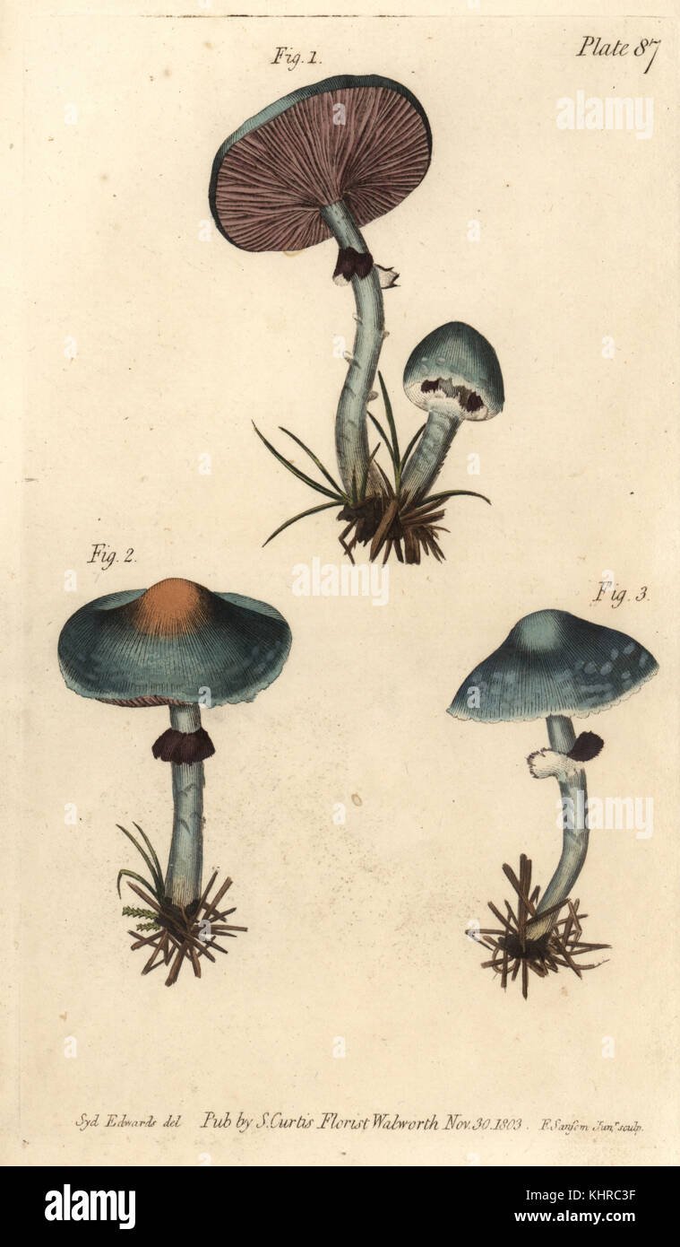 Verdigris Pilz oder Verdigris agaric, Stropharia aeruginosa, Pilze, Cryptogamia. Handkolorierter Kupferstich von F. Sansom einer botanischen Illustration von Sydenham Edwards für William Curtis' Lectures on Botany, wie sie im Botanischen Garten in Lambeth, 1805, geliefert wurde. Stockfoto