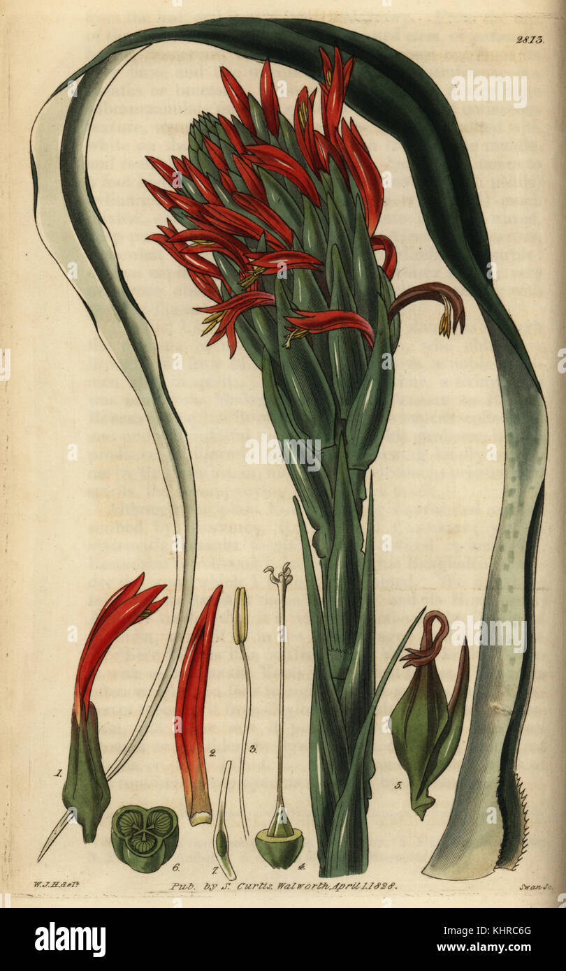 Pitcairnia bifrons (Bracteated pitcairnia, Pitcairnia bracteata). Papierkörbe Kupferstich von Swan nach einer Illustration von William Jackson Hooker von Samuel Curtis Botanical Magazine, London, 1828. Stockfoto