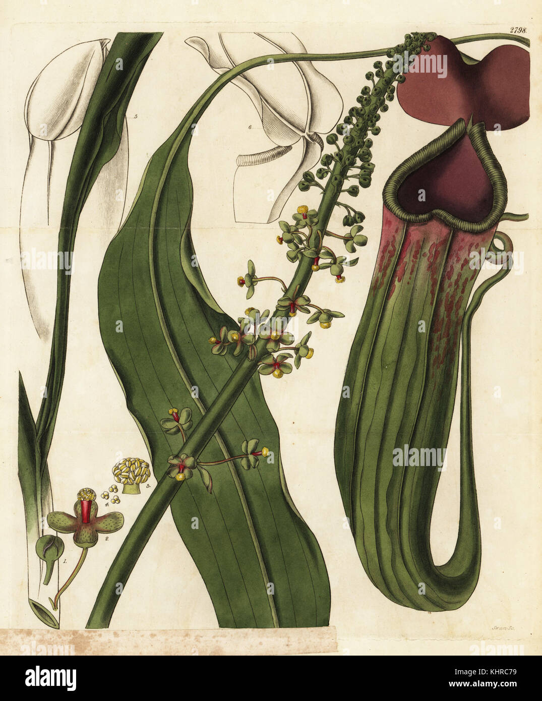 Männliche Kannenpflanze, Nepenthes distilatoria Mas. Papierkörbe Kupferstich von Swan nach einer Illustration von William Jackson Hooker von Samuel Curtis Botanical Magazine, London, 1828. Stockfoto