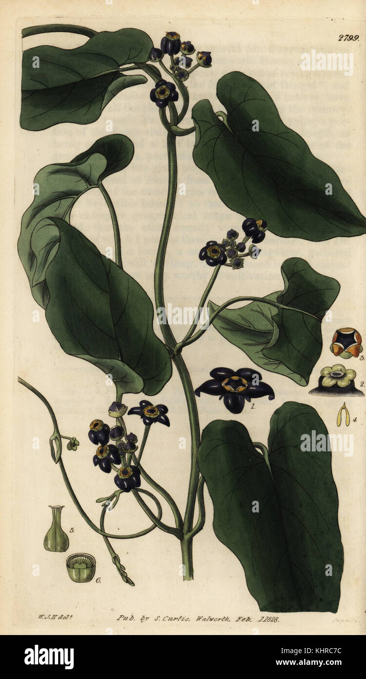 Schwarz mit Blumen Gonolobus gonolobus, Niger. Papierkörbe Kupferstich von Swan nach einer Illustration von William Jackson Hooker von Samuel Curtis Botanical Magazine, London, 1828. Stockfoto