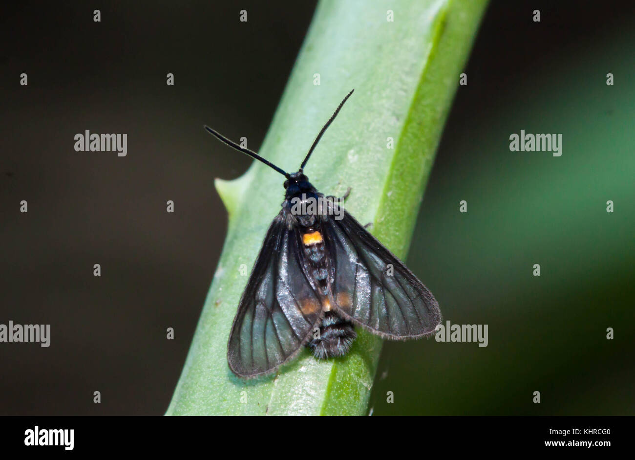 Nahaufnahme der kleiner einzelner Schmetterling mit Aloe vera Stockfoto