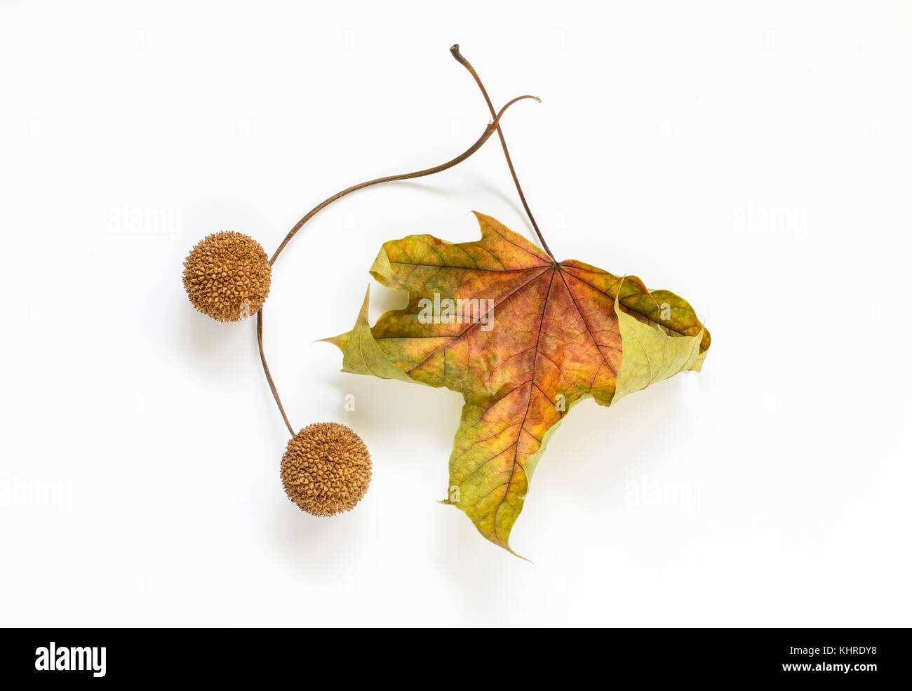 Platanus (Flugzeug) Blatt und zwei Platanus Samenkapseln auf weißem Hintergrund Stockfoto