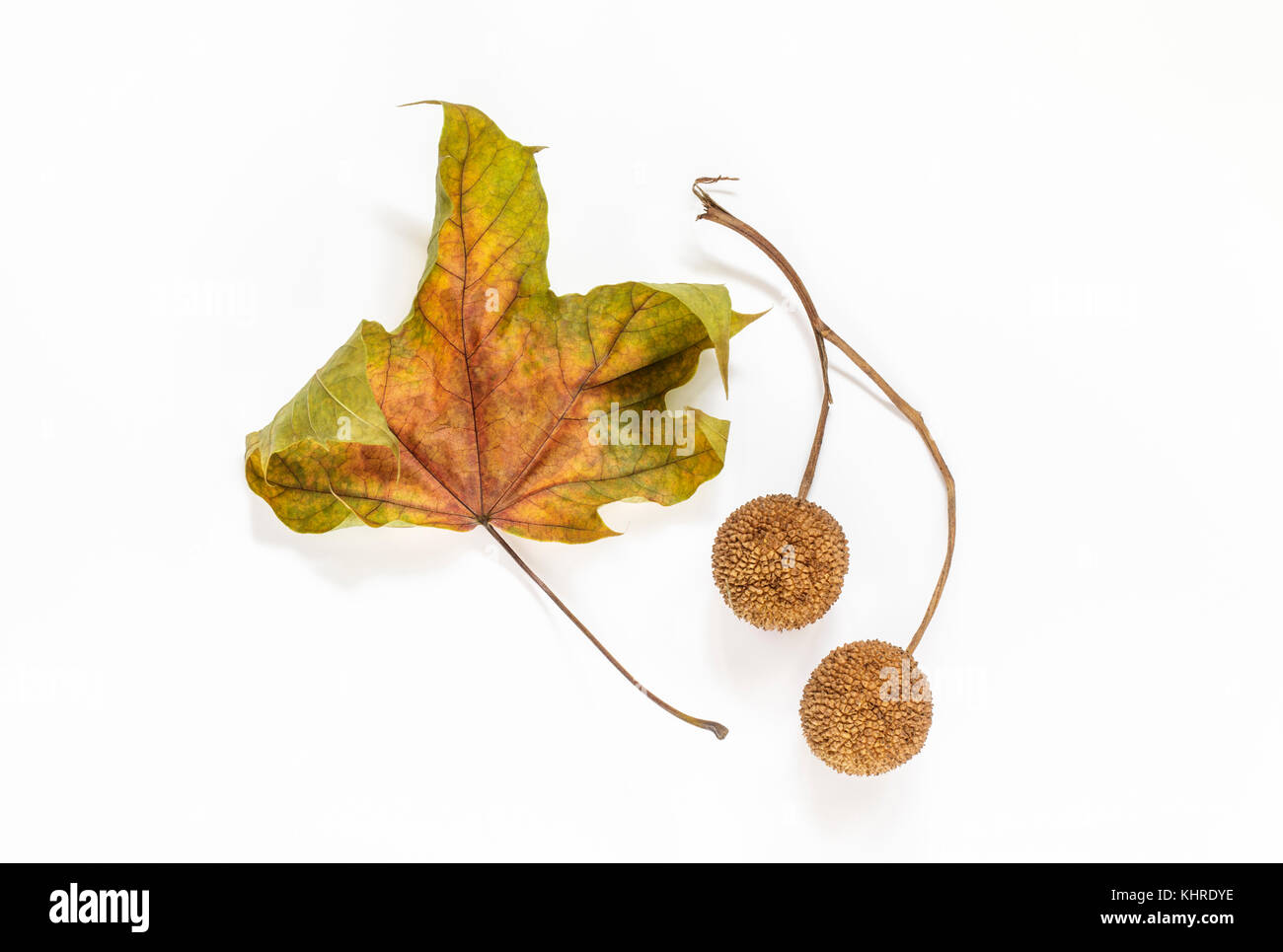 Platanus (Flugzeug) Blatt und zwei Platanus Samenkapseln auf weißem Hintergrund Stockfoto