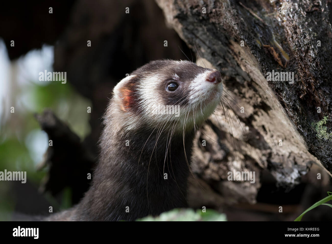 Europäischer Iltis, Mustela putorius, Captive, Nahaufnahme, Porträt von Erwachsenen und Jugendlichen während der Jagd unter Protokolle und Gras während ein trüber Herbsttag. Stockfoto