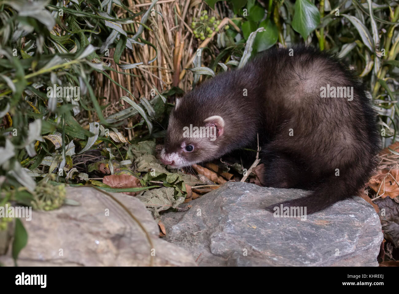 Europäischer Iltis, Mustela putorius, Captive, Nahaufnahme, Porträt von Erwachsenen und Jugendlichen während der Jagd unter Protokolle und Gras während ein trüber Herbsttag. Stockfoto