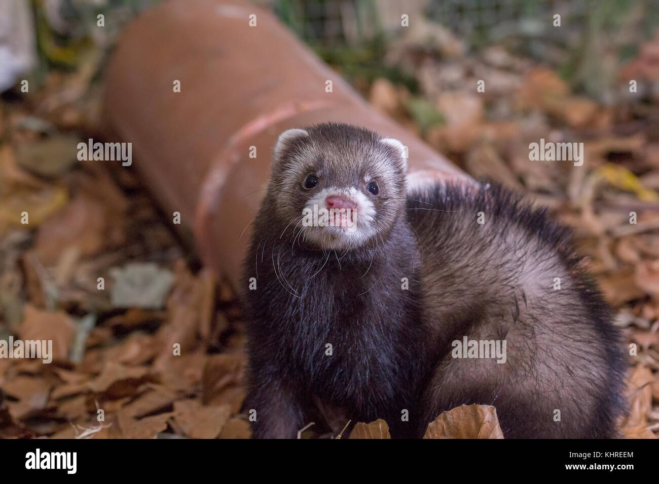 Europäischer Iltis, Mustela putorius, Captive, Nahaufnahme, Porträt von Erwachsenen und Jugendlichen während der Jagd unter Protokolle und Gras während ein trüber Herbsttag. Stockfoto