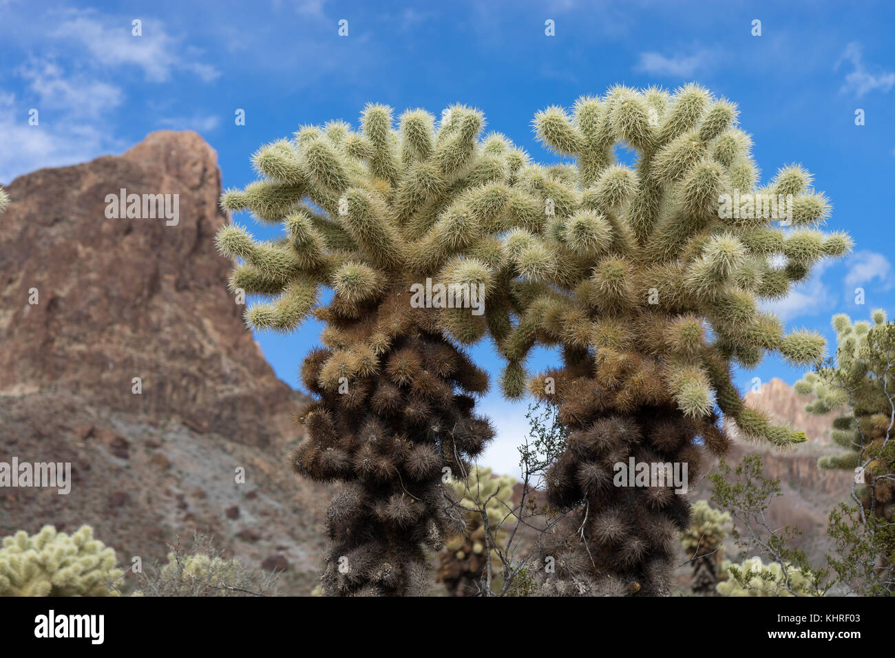 Cholla Kaktus in der Wüste von Arizona, Usa Stockfoto