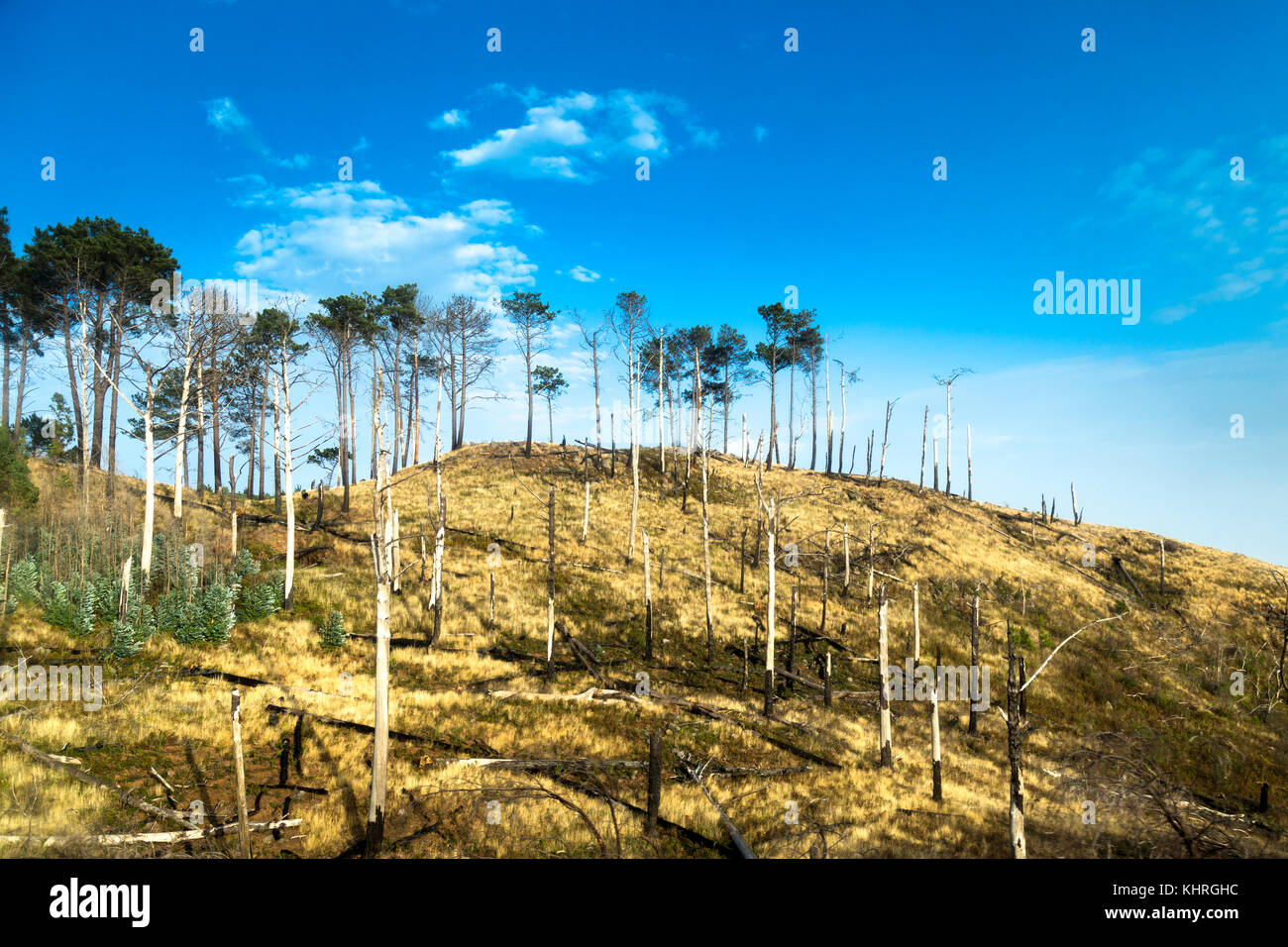 Beschädigte Bäume und stümpfe an der Ökologische Park (Parque Ecologico do Funchal) in Madeira, Portugal Stockfoto