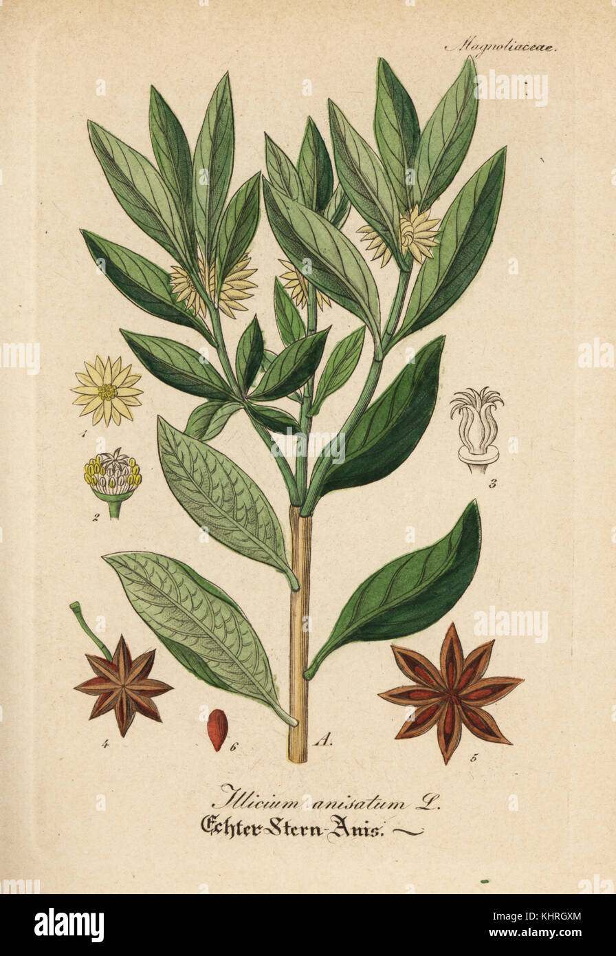 Japanischer Sternanis, Illicium anisatum. Papierkörbe Kupferstich von Dr. Willibald Artus' Hand-Atlas sammtlicher mediinisch-Pharmaceutischer Gewachse, (Handbuch der alle medizinisch-pharmazeutischen Anlagen), Jena, 1876. Stockfoto