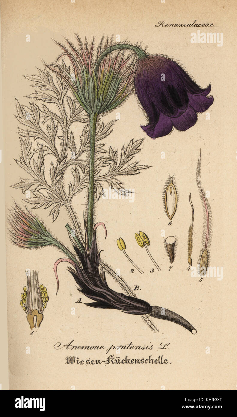 Kleine Pasque flower, Anemone pratensis. Papierkörbe Kupferstich von Dr. Willibald Artus' Hand-Atlas sammtlicher mediinisch-Pharmaceutischer Gewachse, (Handbuch der alle medizinisch-pharmazeutischen Anlagen), Jena, 1876. Stockfoto