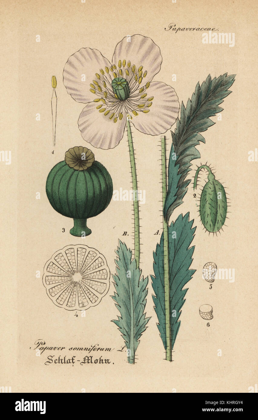 Schlafmohn, Papaver somniferum. Papierkörbe Kupferstich von Dr. Willibald Artus' Hand-Atlas sammtlicher mediinisch-Pharmaceutischer Gewachse, (Handbuch der alle medizinisch-pharmazeutischen Anlagen), Jena, 1876. Stockfoto