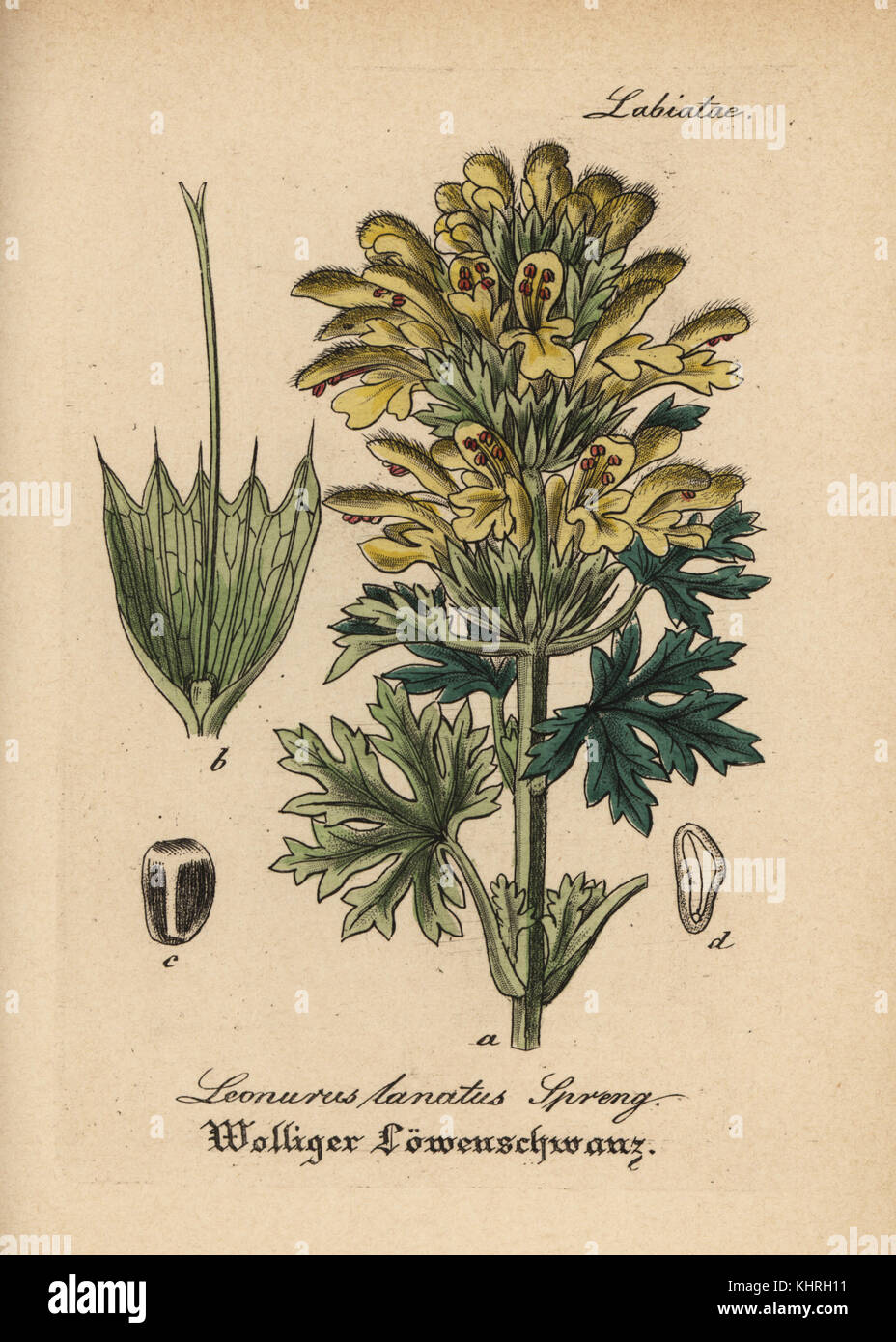 Panzerina lanata (Leonurus lanatus). Papierkörbe Kupferstich von Dr. Willibald Artus' Hand-Atlas sammtlicher mediinisch-Pharmaceutischer Gewachse, (Handbuch der alle medizinisch-pharmazeutischen Anlagen), Jena, 1876. Stockfoto