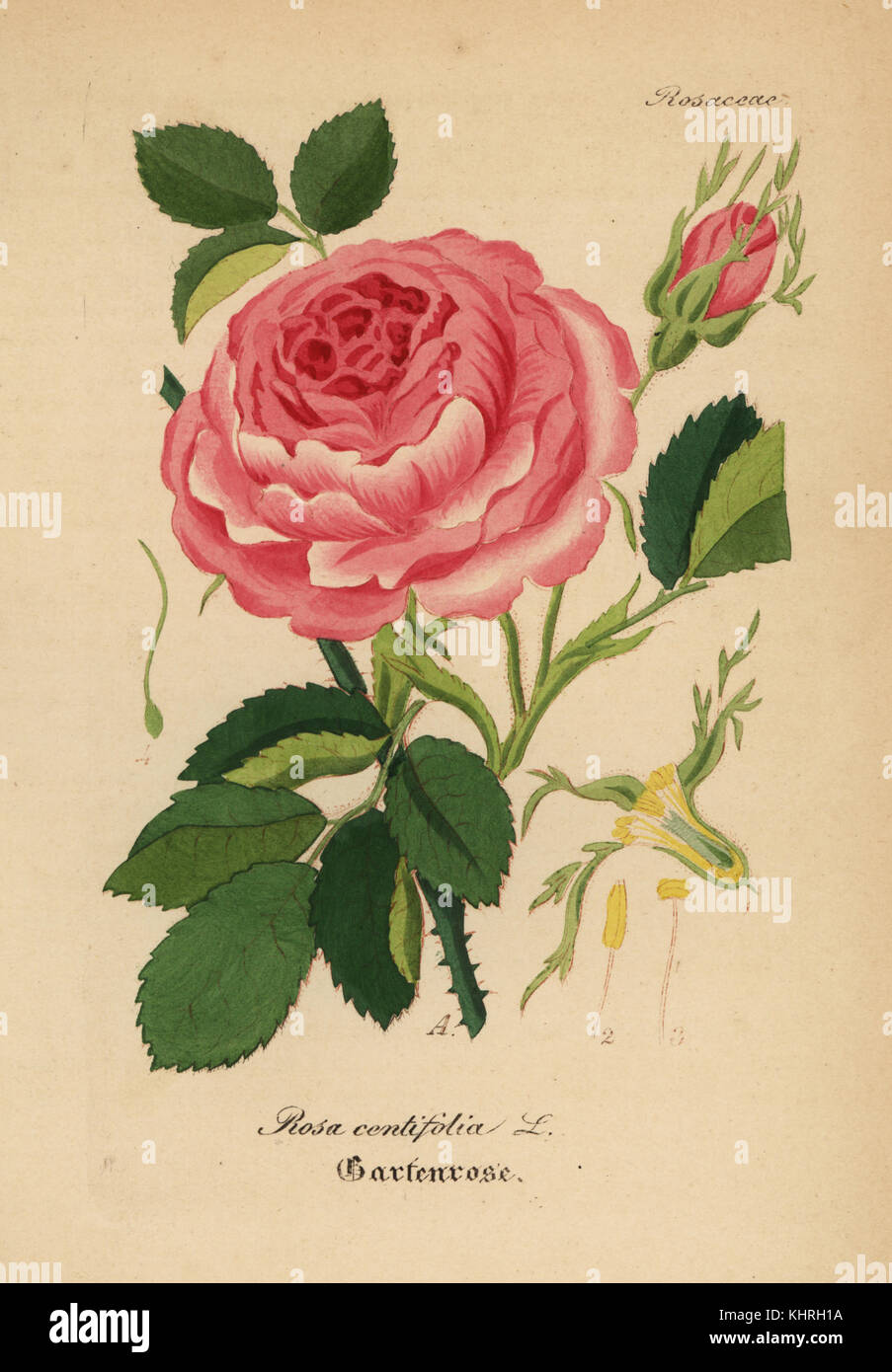 Kohl Rose, Rosa centifolia. Papierkörbe Kupferstich von Dr. Willibald Artus' Hand-Atlas sammtlicher mediinisch-Pharmaceutischer Gewachse, (Handbuch der alle medizinisch-pharmazeutischen Anlagen), Jena, 1876. Stockfoto