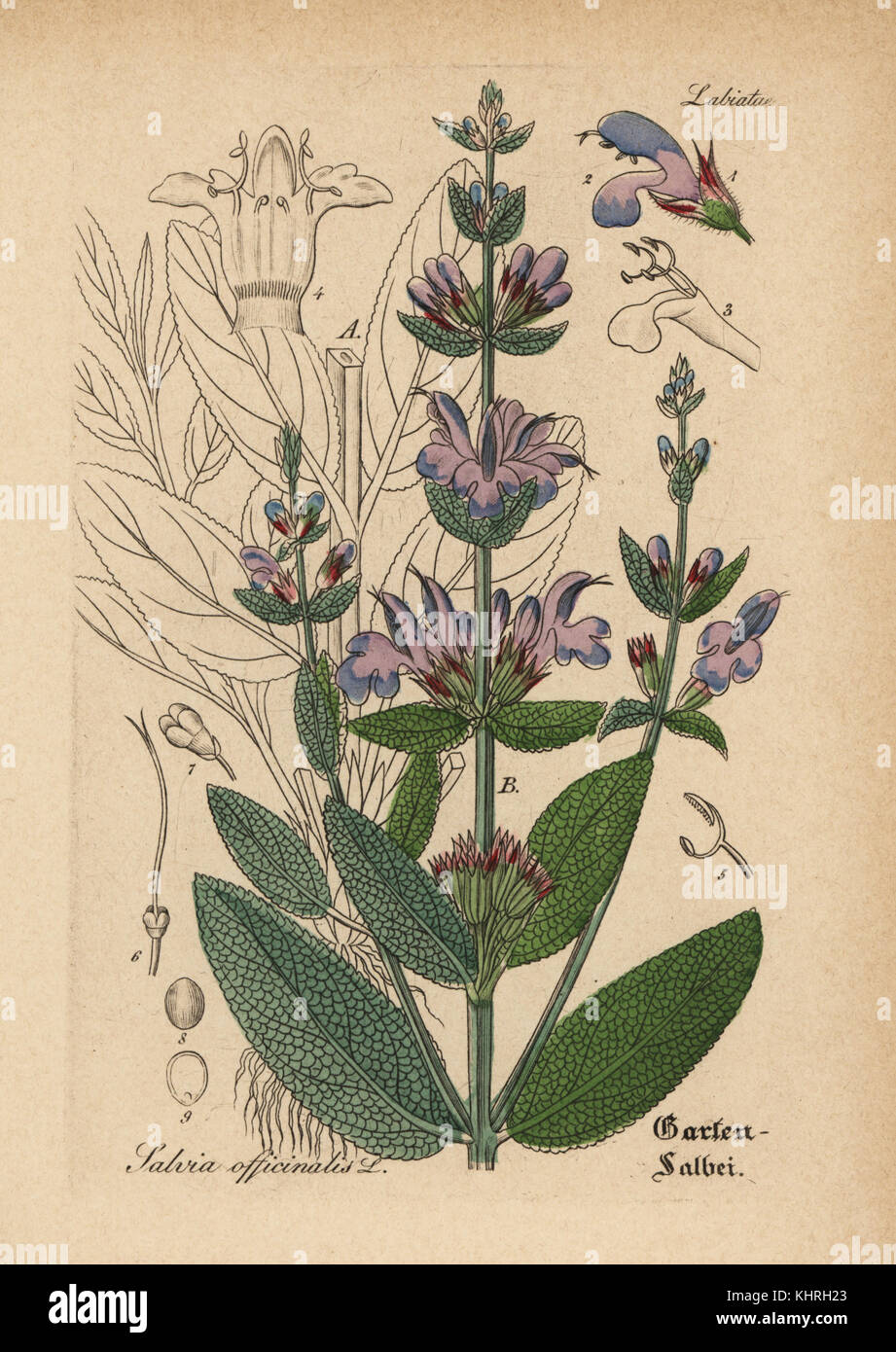 Garten Salbei Salvia officinalis. Papierkörbe Kupferstich von Dr. Willibald Artus' Hand-Atlas sammtlicher mediinisch-Pharmaceutischer Gewachse, (Handbuch der alle medizinisch-pharmazeutischen Anlagen), Jena, 1876. Stockfoto