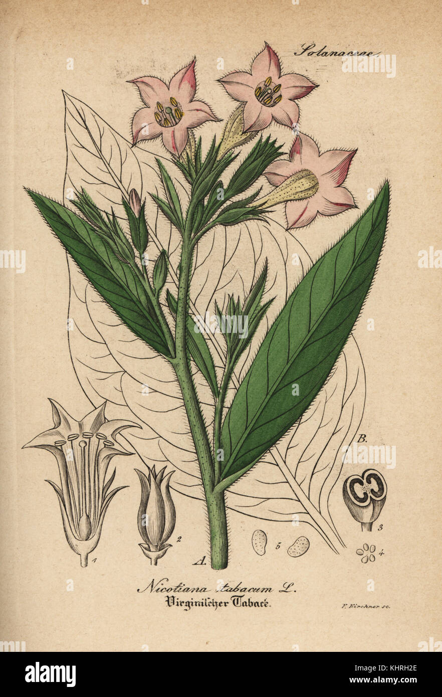 Tabak Nicotiana Firma. Papierkörbe Kupferstich von Dr. Willibald Artus' Hand-Atlas sammtlicher mediinisch-Pharmaceutischer Gewachse, (Handbuch der alle medizinisch-pharmazeutischen Anlagen), Jena, 1876. Stockfoto