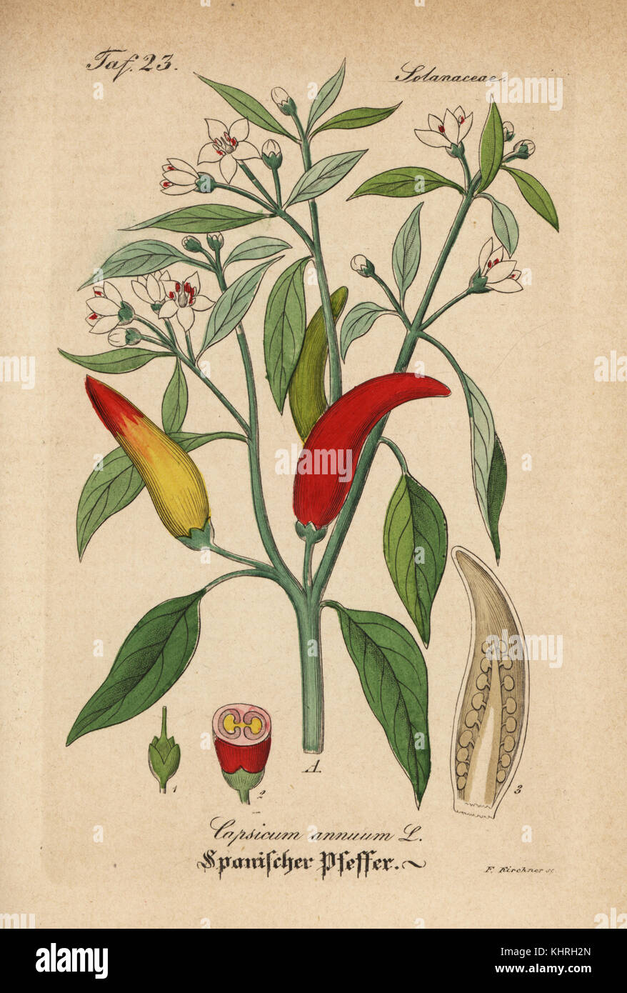 Chili, Capsicum annuum. Papierkörbe Kupferstich von Dr. Willibald Artus' Hand-Atlas sammtlicher mediinisch-Pharmaceutischer Gewachse, (Handbuch der alle medizinisch-pharmazeutischen Anlagen), Jena, 1876. Stockfoto