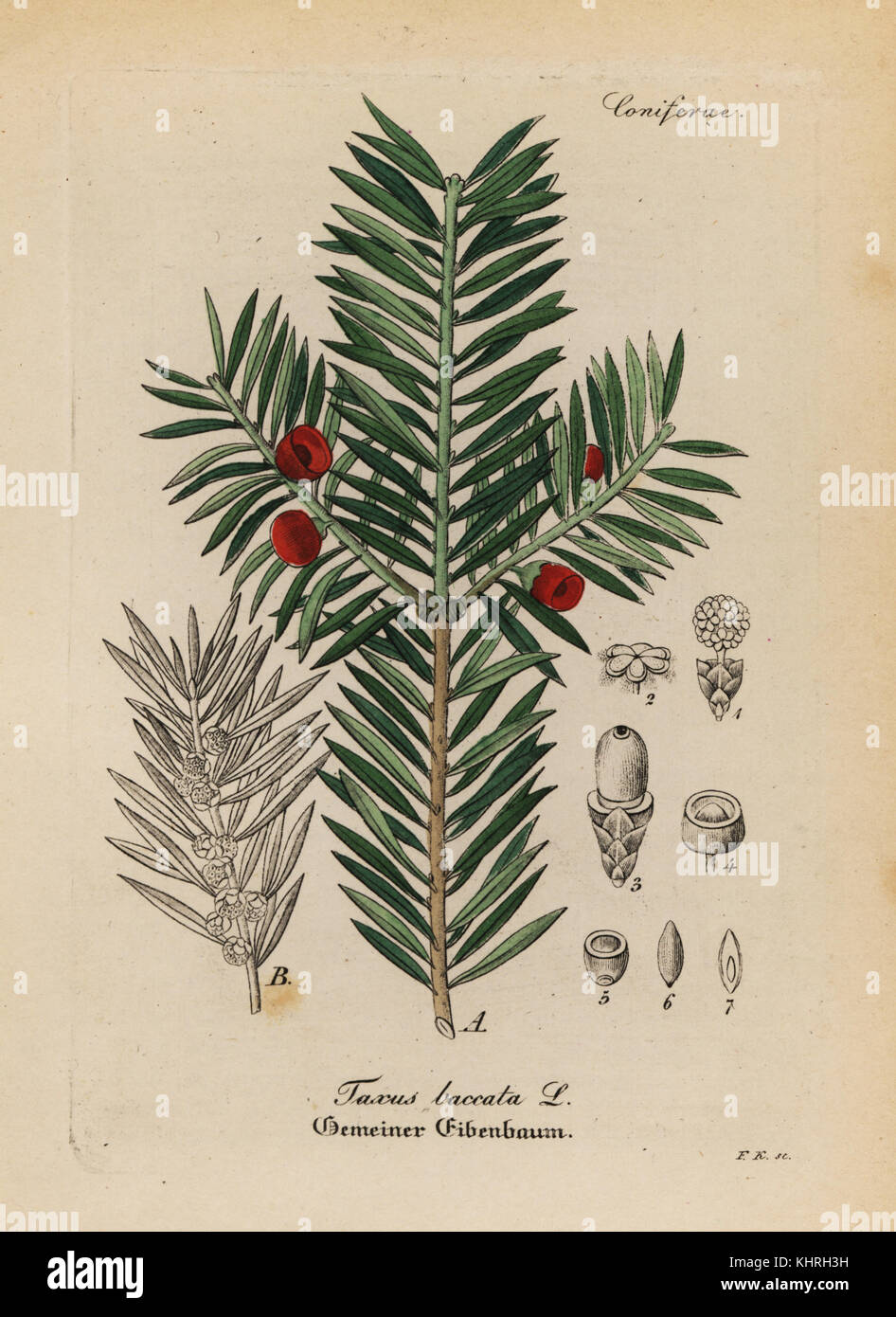 Englisch Eibe, Taxus Whipplei. Papierkörbe Kupferstich von Dr. Willibald Artus' Hand-Atlas sammtlicher mediinisch-Pharmaceutischer Gewachse, (Handbuch der alle medizinisch-pharmazeutischen Anlagen), Jena, 1876. Stockfoto