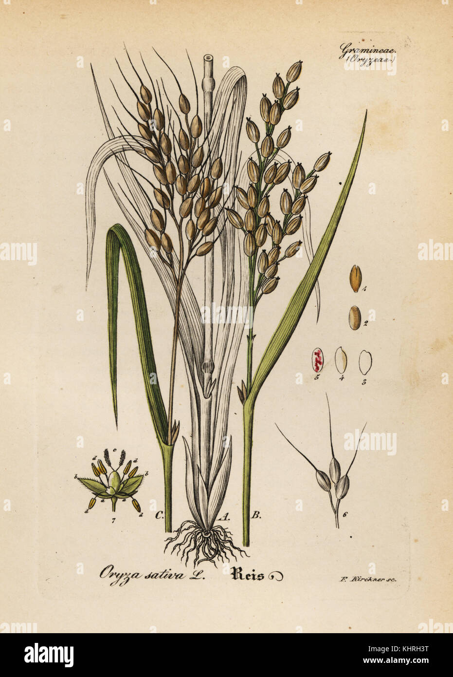 Reis, Oryza Sativa. Papierkörbe Kupferstich von Dr. Willibald Artus' Hand-Atlas sammtlicher mediinisch-Pharmaceutischer Gewachse, (Handbuch der alle medizinisch-pharmazeutischen Anlagen), Jena, 1876. Stockfoto