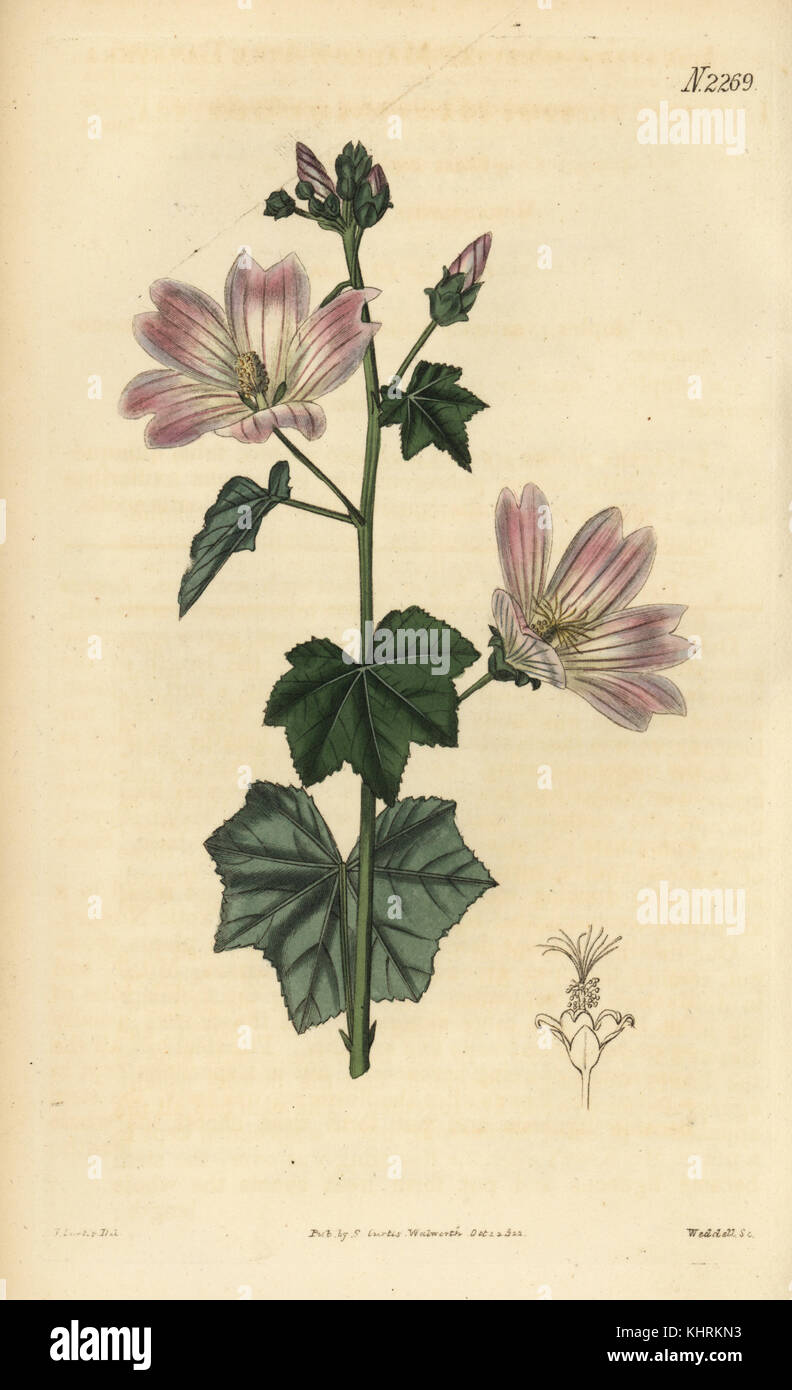 Australische Malve oder native Malve, Malva - wie preissiana (Malve lavatera, Lavatera plebeia), Papierkörbe Kupferstich von Weddell nach einer Illustration von John Curtis von Samuel Curtis Botanical Magazine, London, 1822. Stockfoto