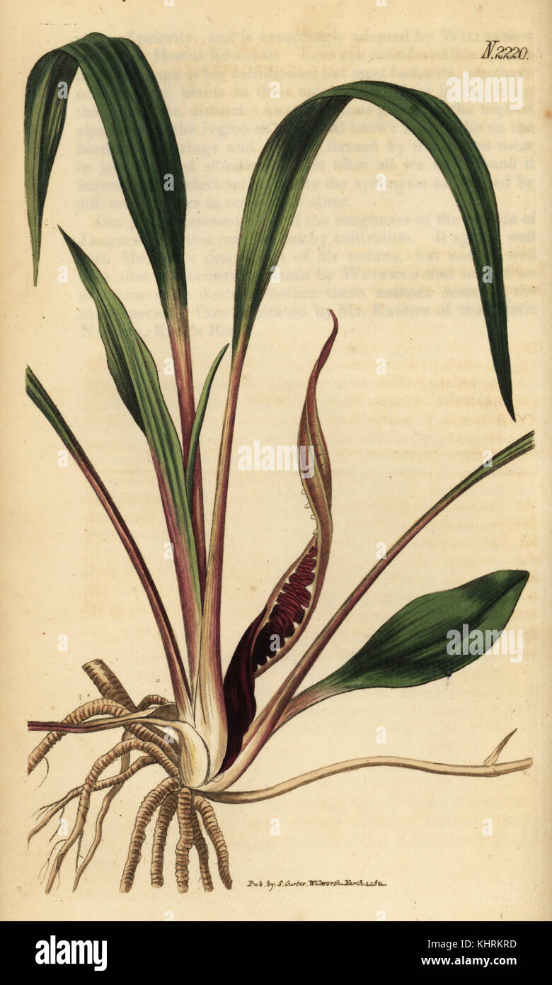 Cryptocoryne spiralis (Arum Spirale). Papierkörbe Kupferstich von Samuel Curtis Botanical Magazine, London, 1822. Stockfoto
