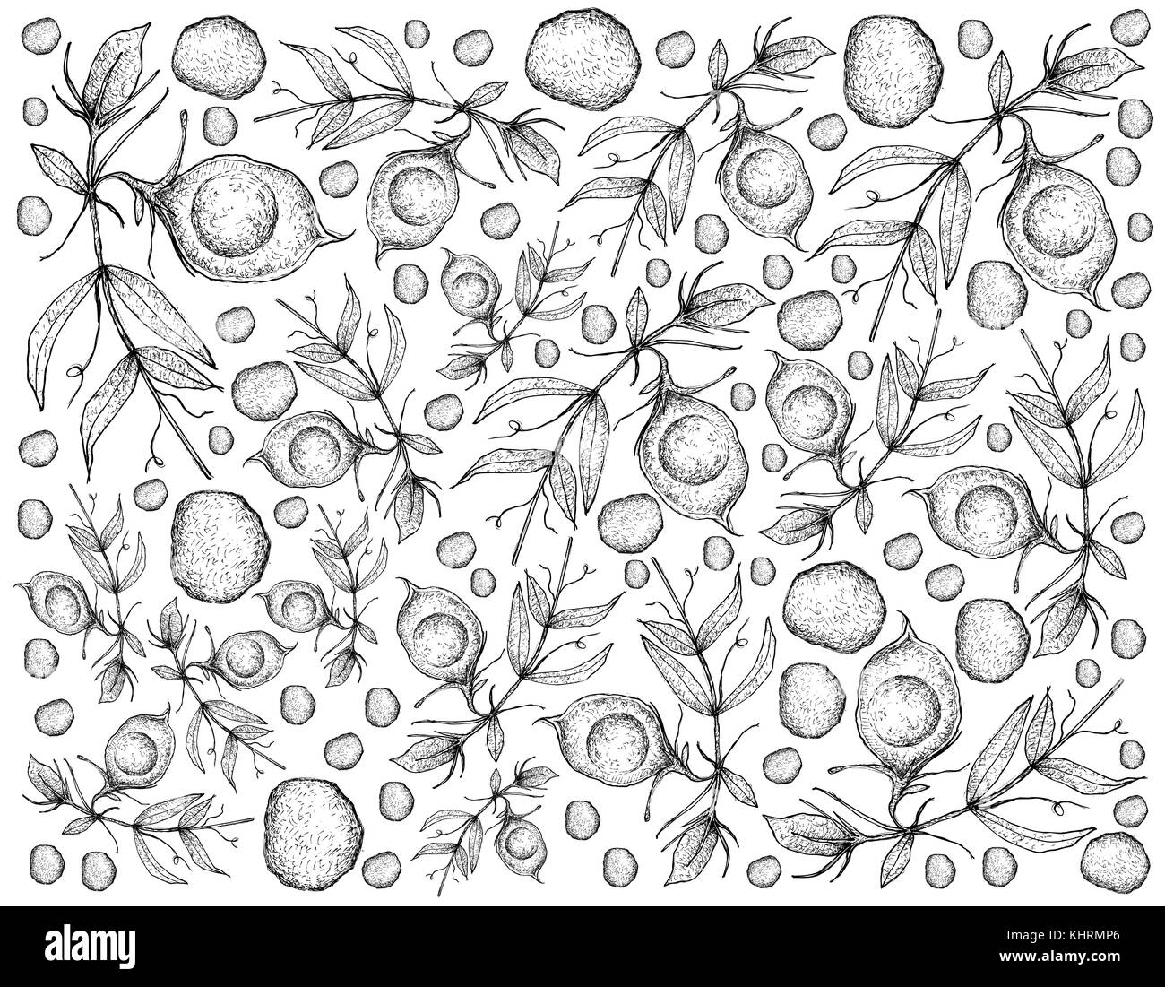 Gemüse, Illustration Hintergrund Muster der Hand gezeichneten Skizze Fresh Linse oder Lens Culinaris Pflanze mit Blume und Schoten. Stockfoto