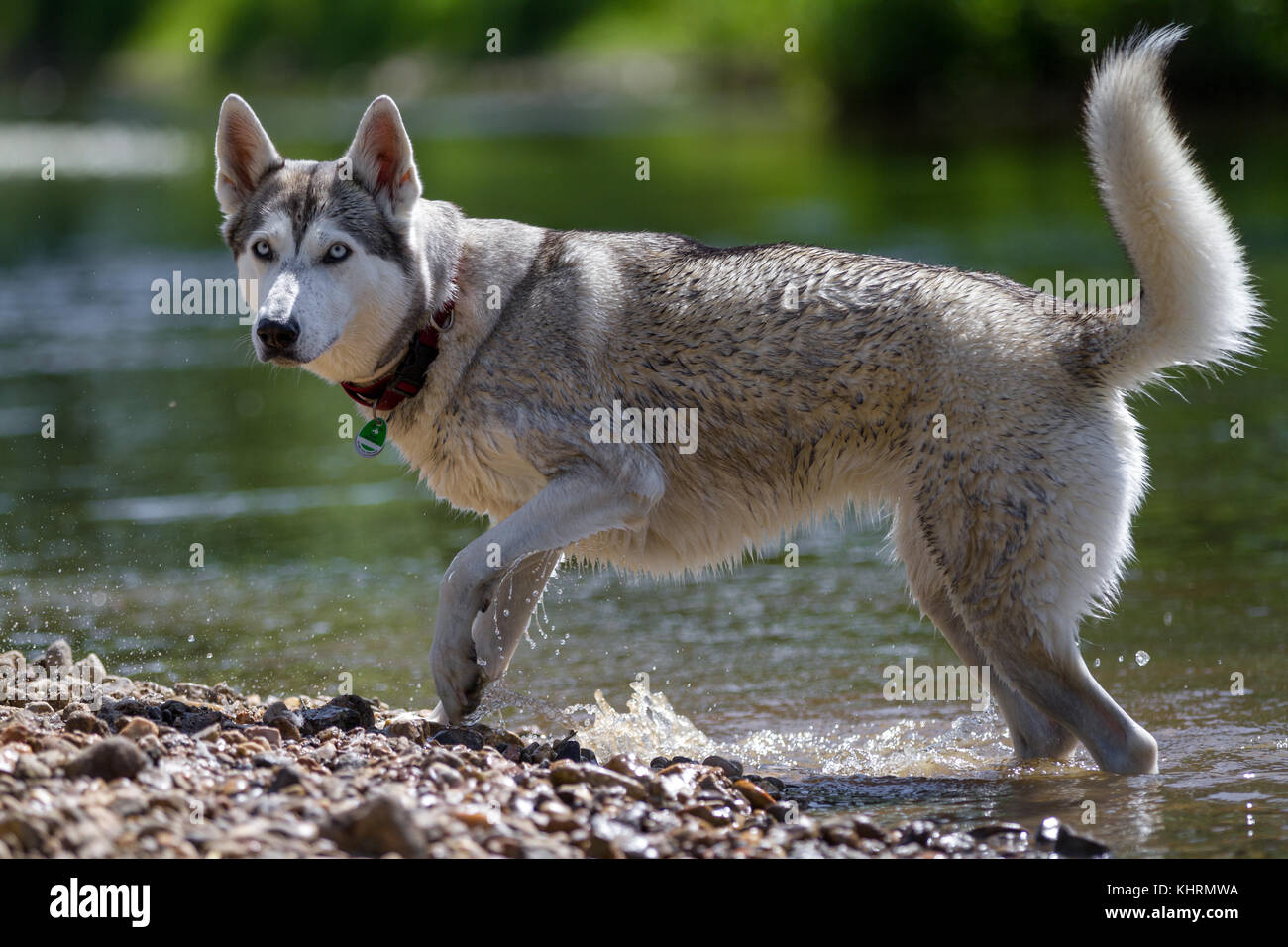 Ein Husky ist Alert am Ufer eines Flusses und schaut in Richtung der Kamera. Stockfoto