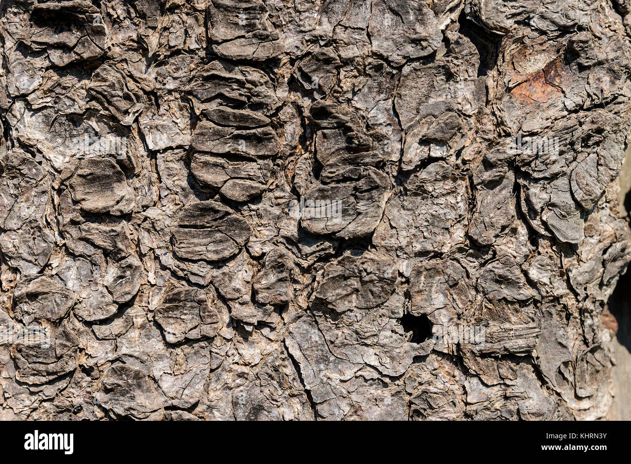 Textur von komplizierten alten Baum Rinde bei Tag Stockfoto