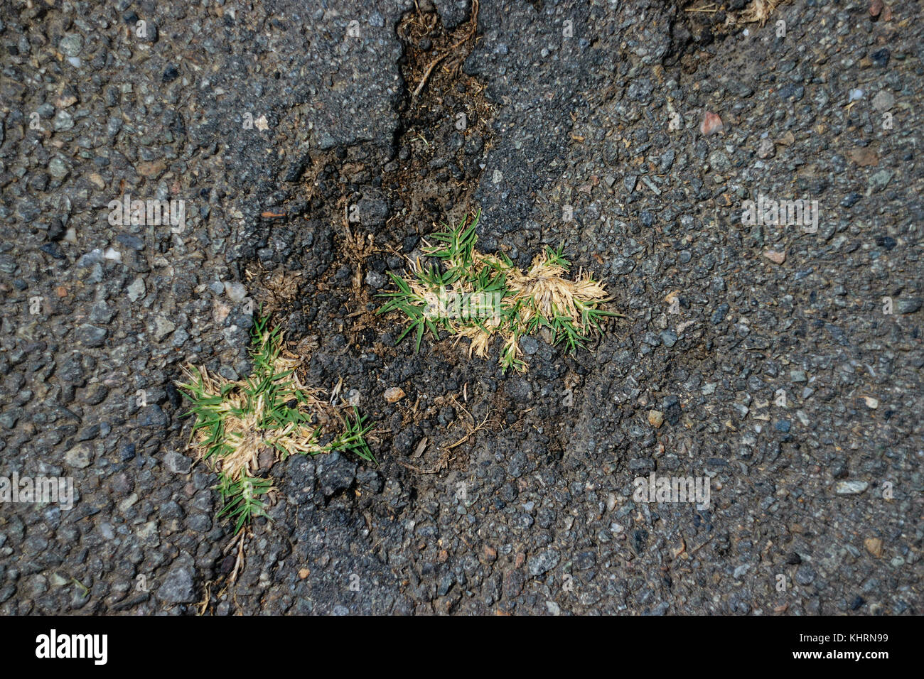 Hohe Betrachtungswinkel der verdorrten Gras wachsen durch Asphalt Risse Stockfoto