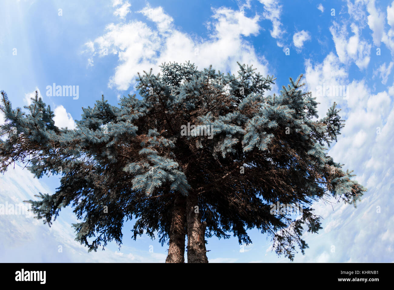 Low Angle View von Blue Spruce Pine Tree oder Picea pungens gegen bewölkter Himmel Stockfoto
