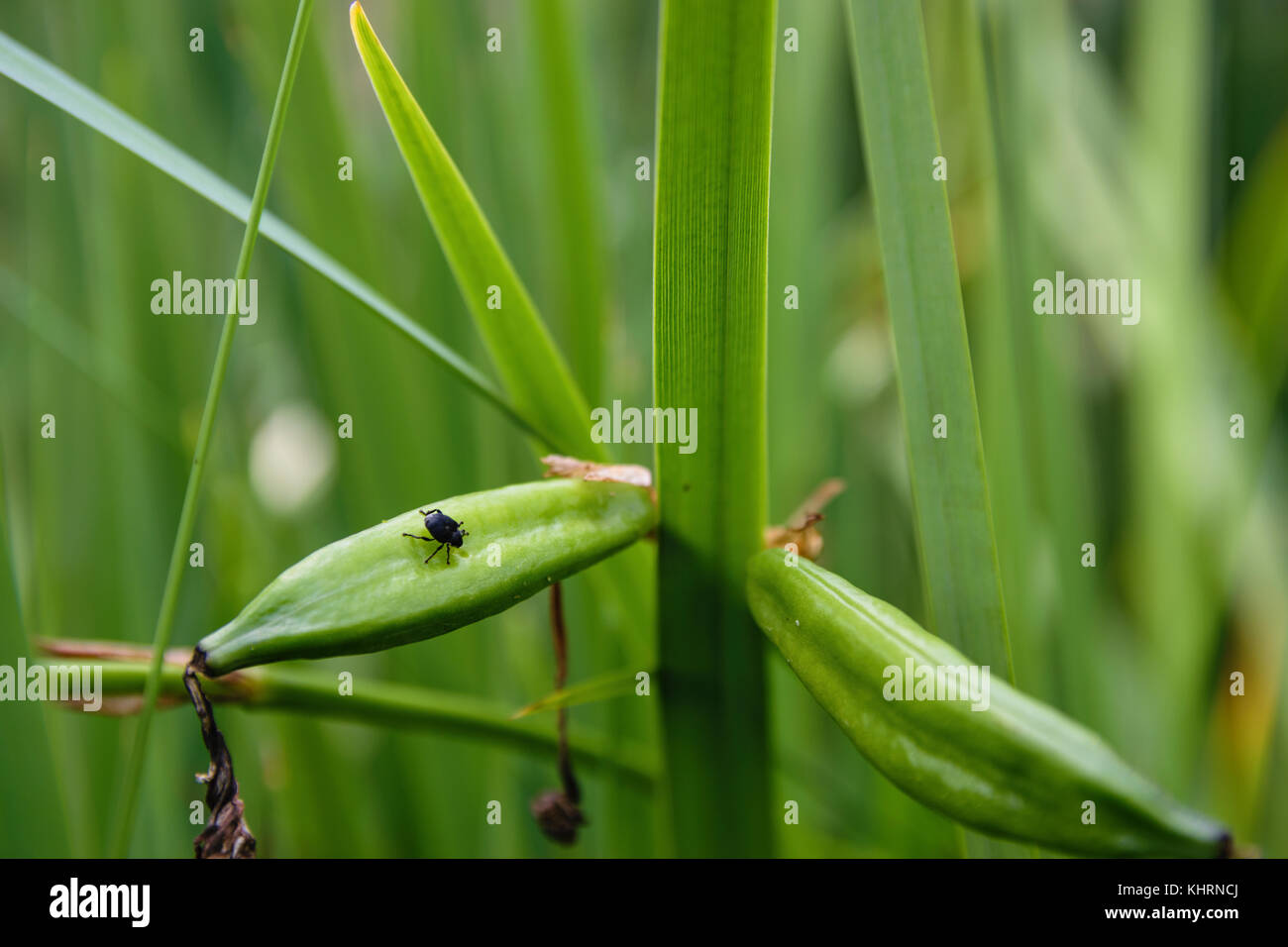 In der Nähe von kleinen schwarzen Bug auf cattail in der Nähe des Sees Stockfoto