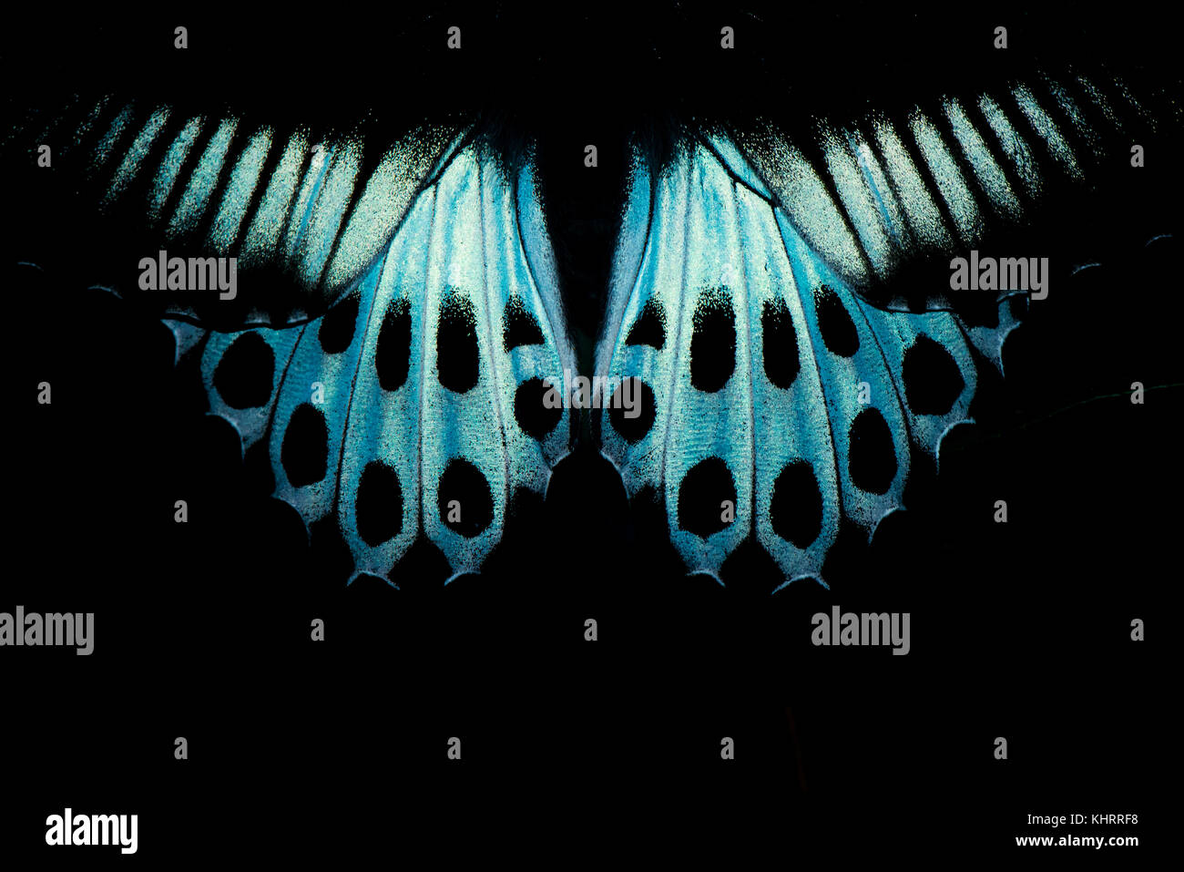 Eine blaue Mormone Schmetterling low-key-Bild Stockfoto