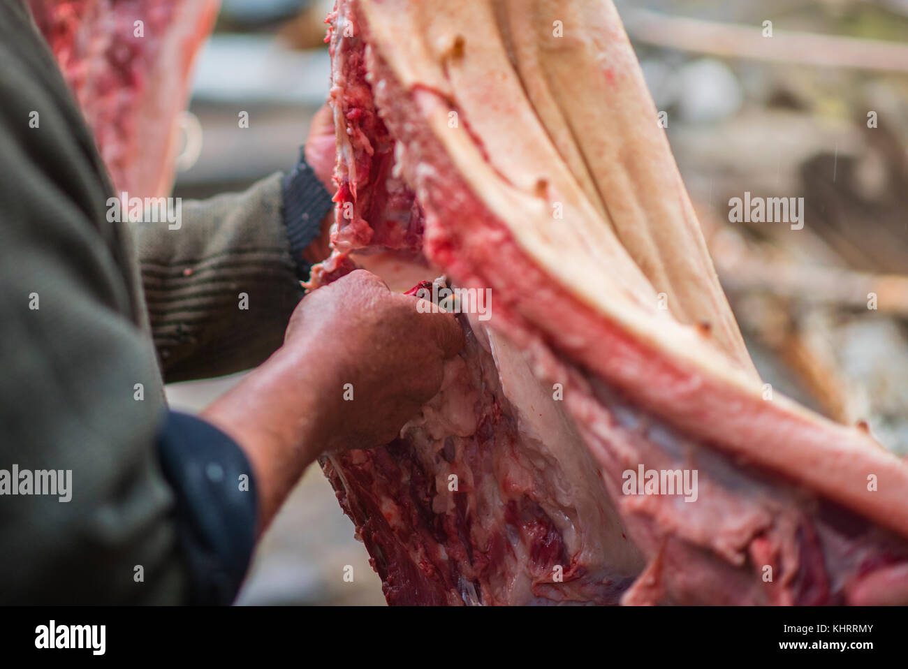 Metzger schneidet das Schwein Karkasse durch Messer, retro Effekt, der westlichen Ukraine Stockfoto