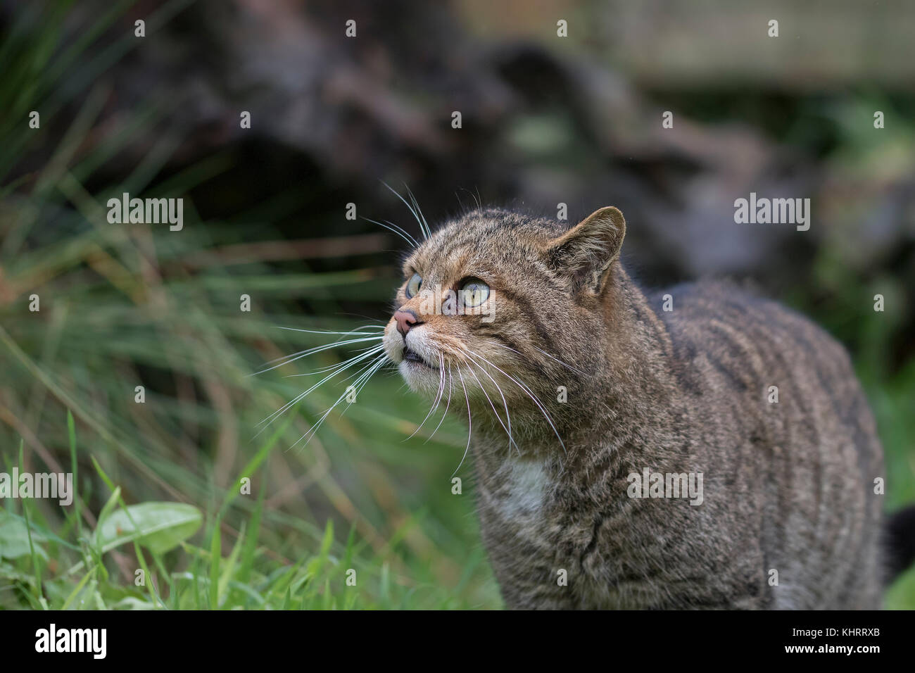 Schottische Wildkatze, Felis silvestris grampia, Captive, Portrait, Mimik unter langen Gras an einem bewölkten Tag im Herbst schließen. Stockfoto