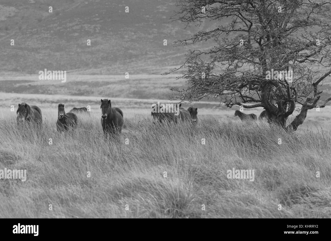 Herde von Exmoor Ponies Exmoor Somerset UK Stockfoto