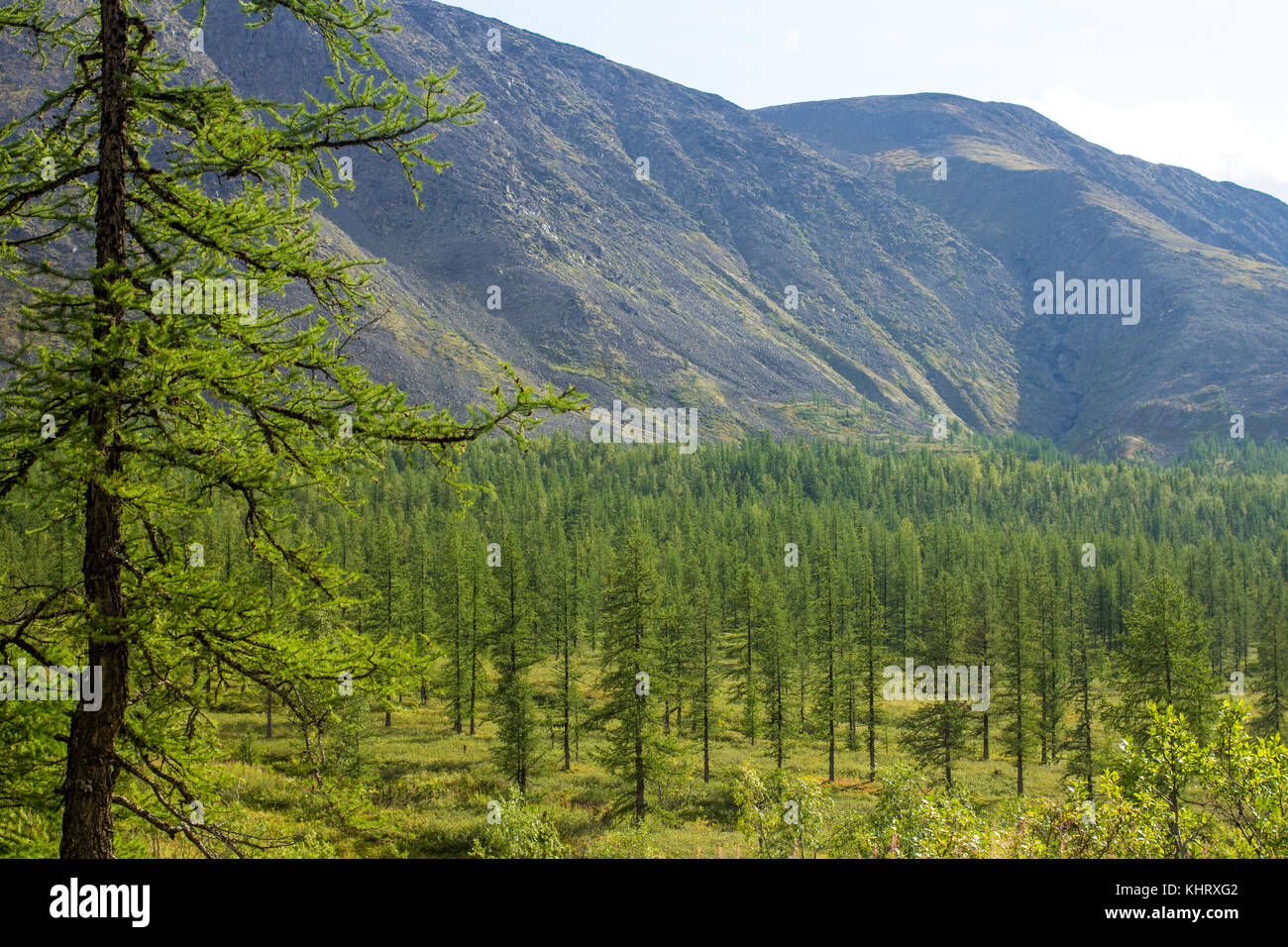 Die Subpolaren Ural mit Blick auf die Berge. Wandern. august 2017 Stockfoto