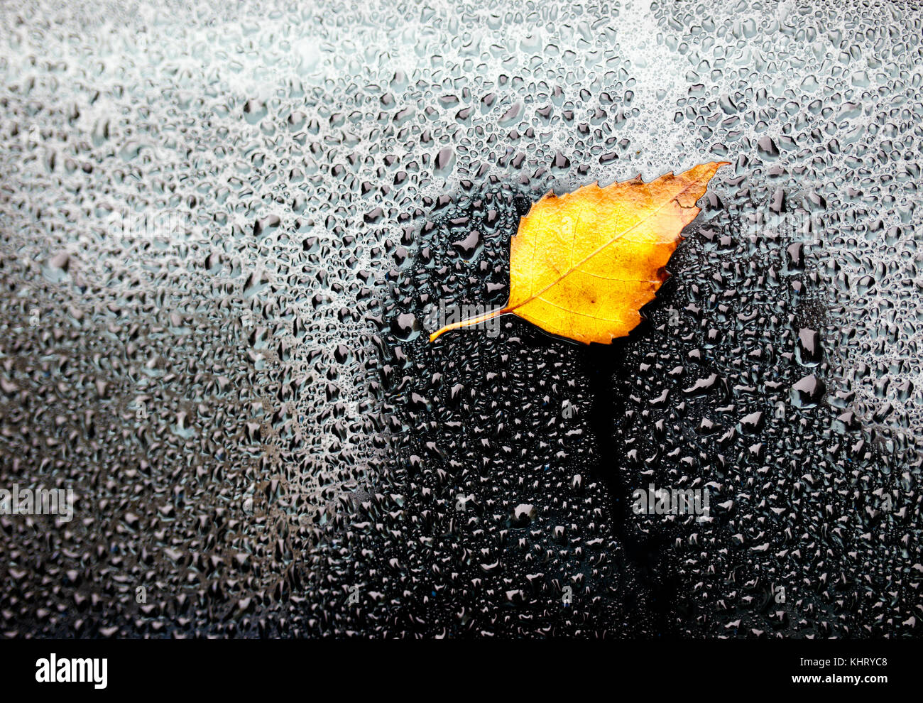 Gelb Herbst Blatt auf nassen Auto Glas. Stockfoto