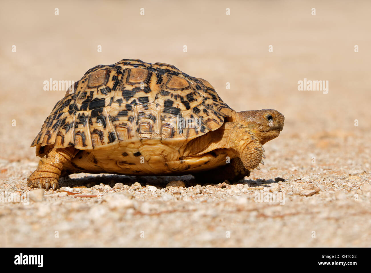 Ein kleiner Leopard tortoise (stigmochelys pardalis) wandern, Südafrika Stockfoto