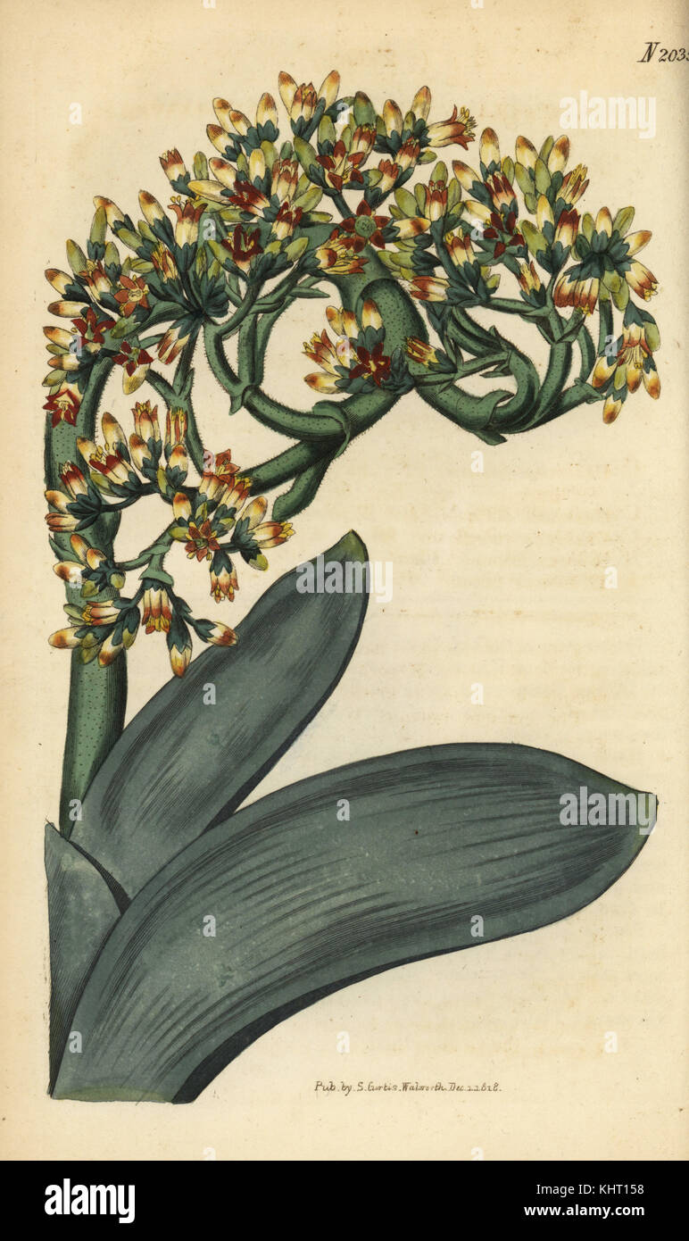 Crassula perfoliata (Crassula Falcata). Papierkörbe Kupferstich von Samuel Curtis Botanical Magazine, London, 1818. Stockfoto