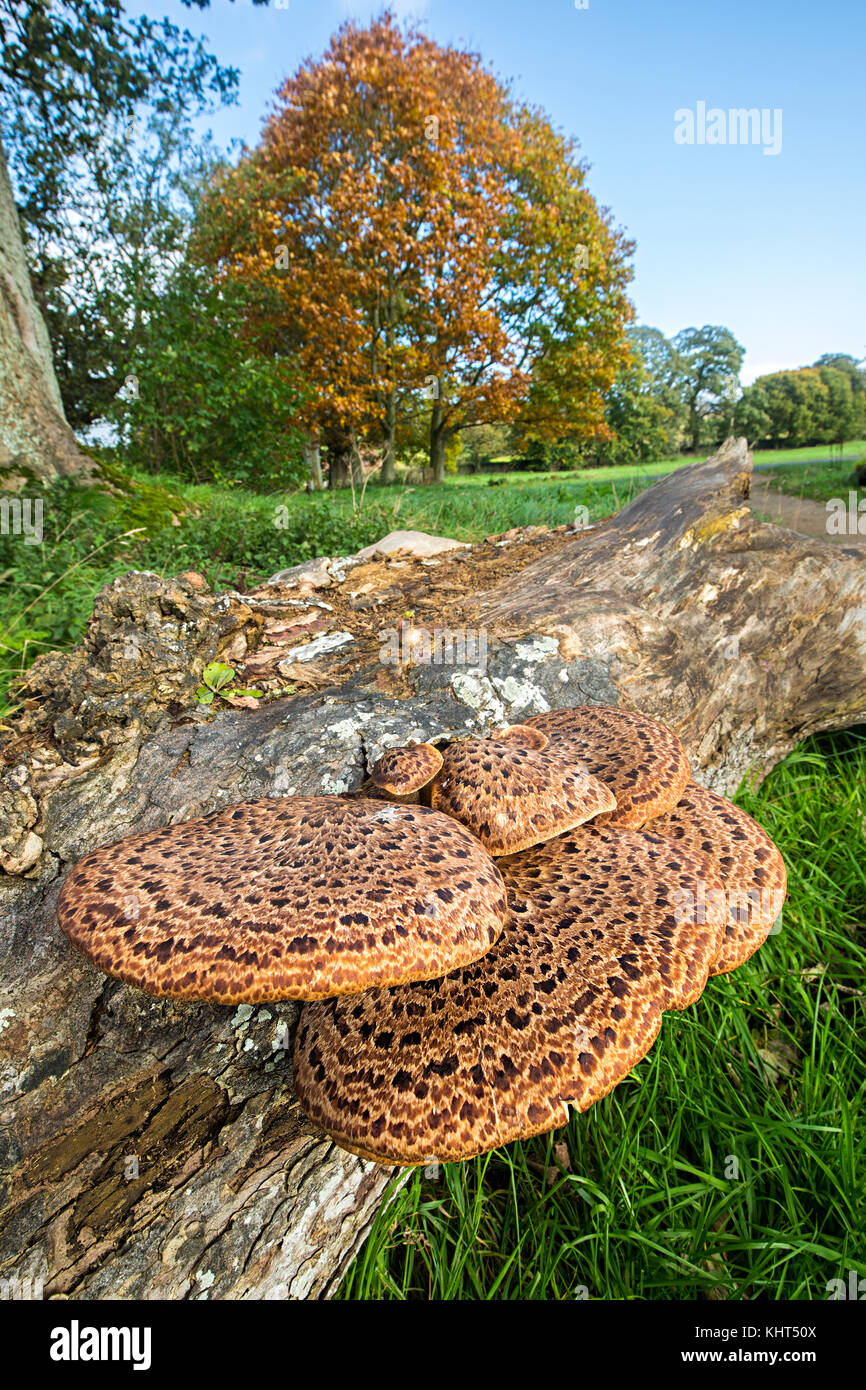Die dryaden Sattelhalterung Pilz Polyporus Squamosus, Lanercost Priory, Cumbria, England, Großbritannien Stockfoto